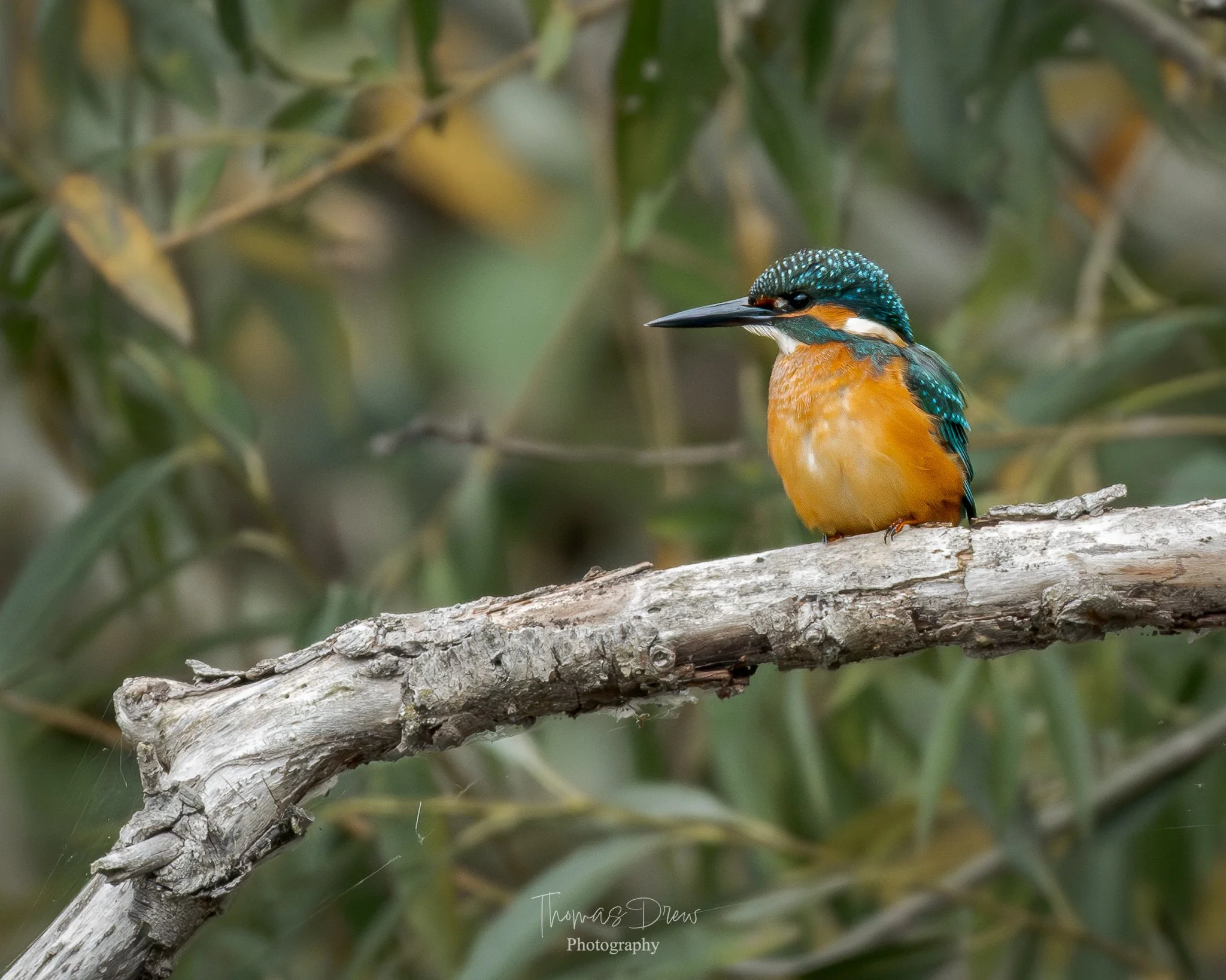 A colorful kingfisher bird perched on a weathered tree branch with a blurred green leafy background.