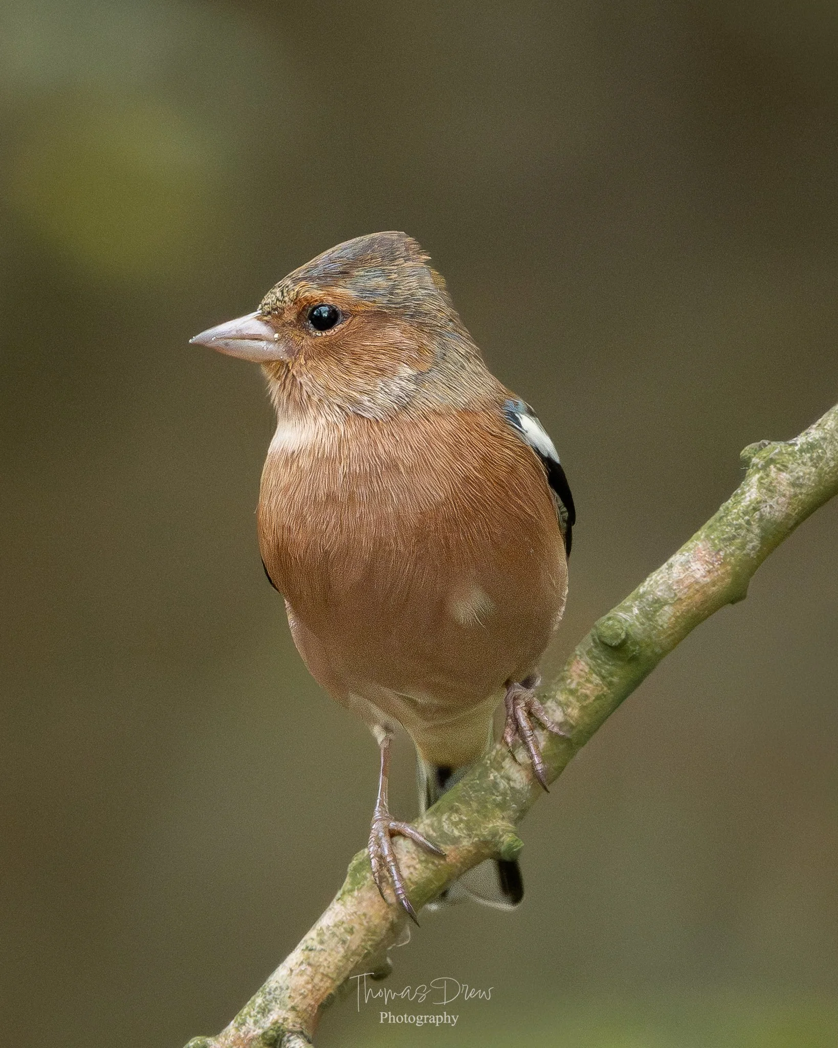 Image of a Chaffinch, a small brown bird with a light-coloured beak and dark eyes perched on a thin branch against a blurred greenish background.