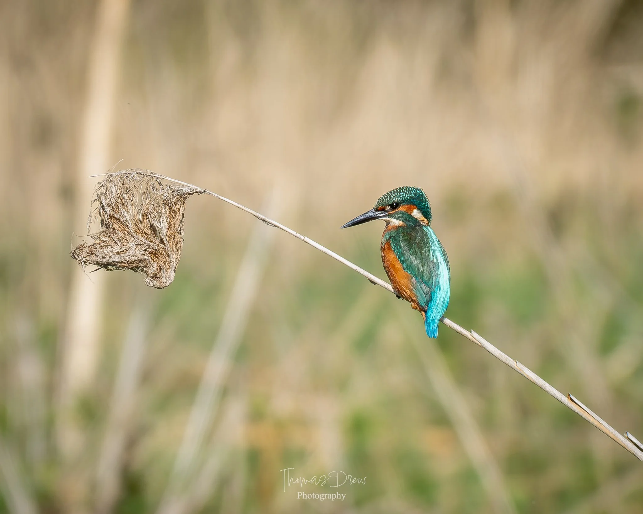 A colorful kingfisher bird perched on a thin, diagonal plant stalk, with a blurred natural background. The bird has vibrant blue, green, and orange feathers.