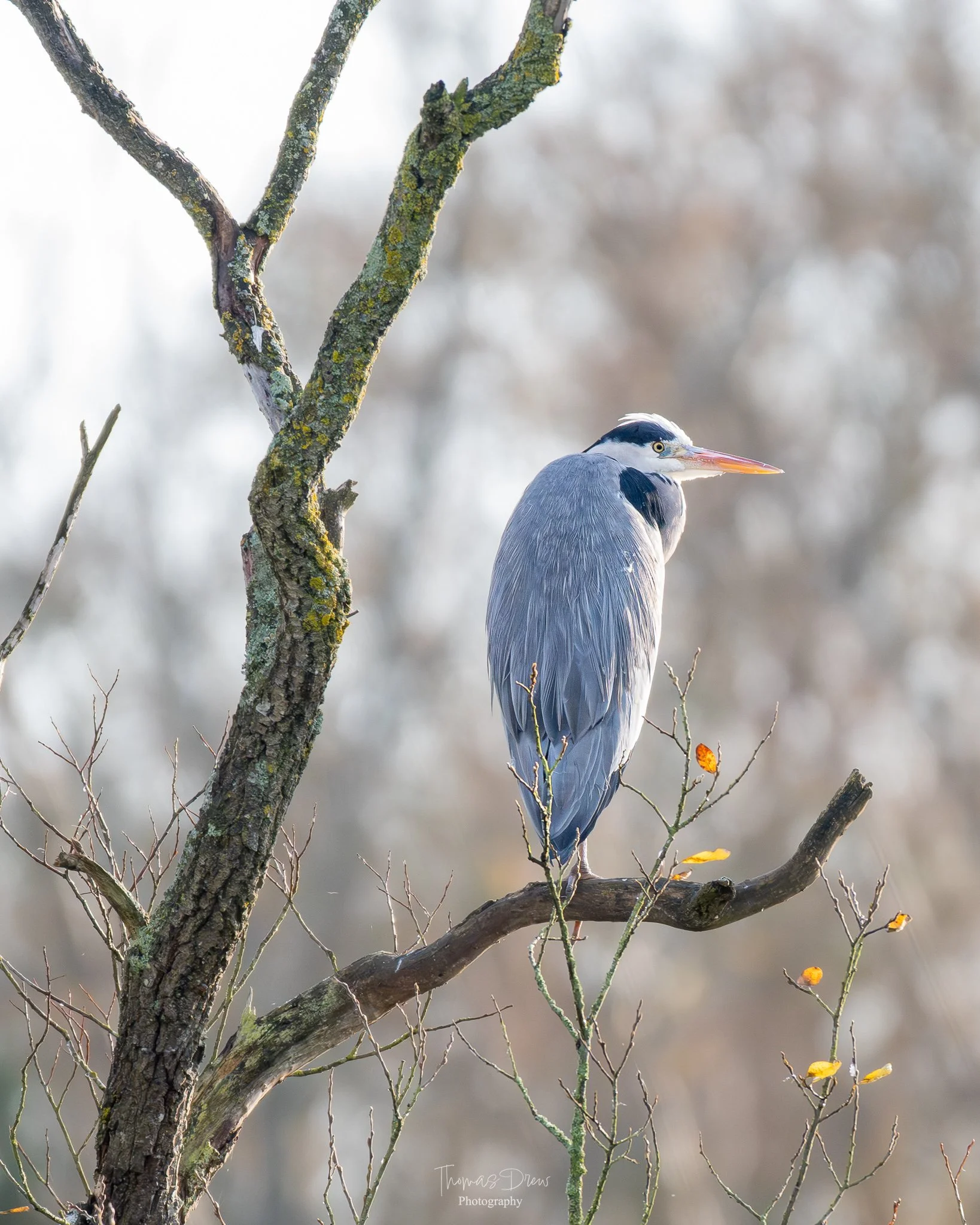 A grey heron perched on a bare tree branch with yellow leaves, against a blurry wintery background.