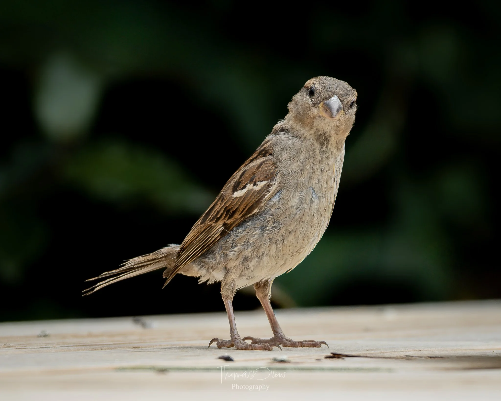 Image of a small brown bird, a Sparrow standing on a wooden surface with a blurred green background.