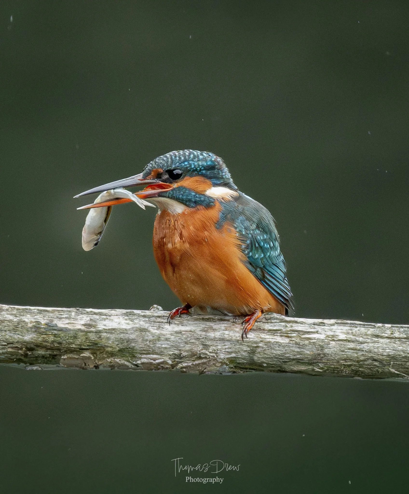 A kingfisher bird perched on a branch holding a fish in its beak.