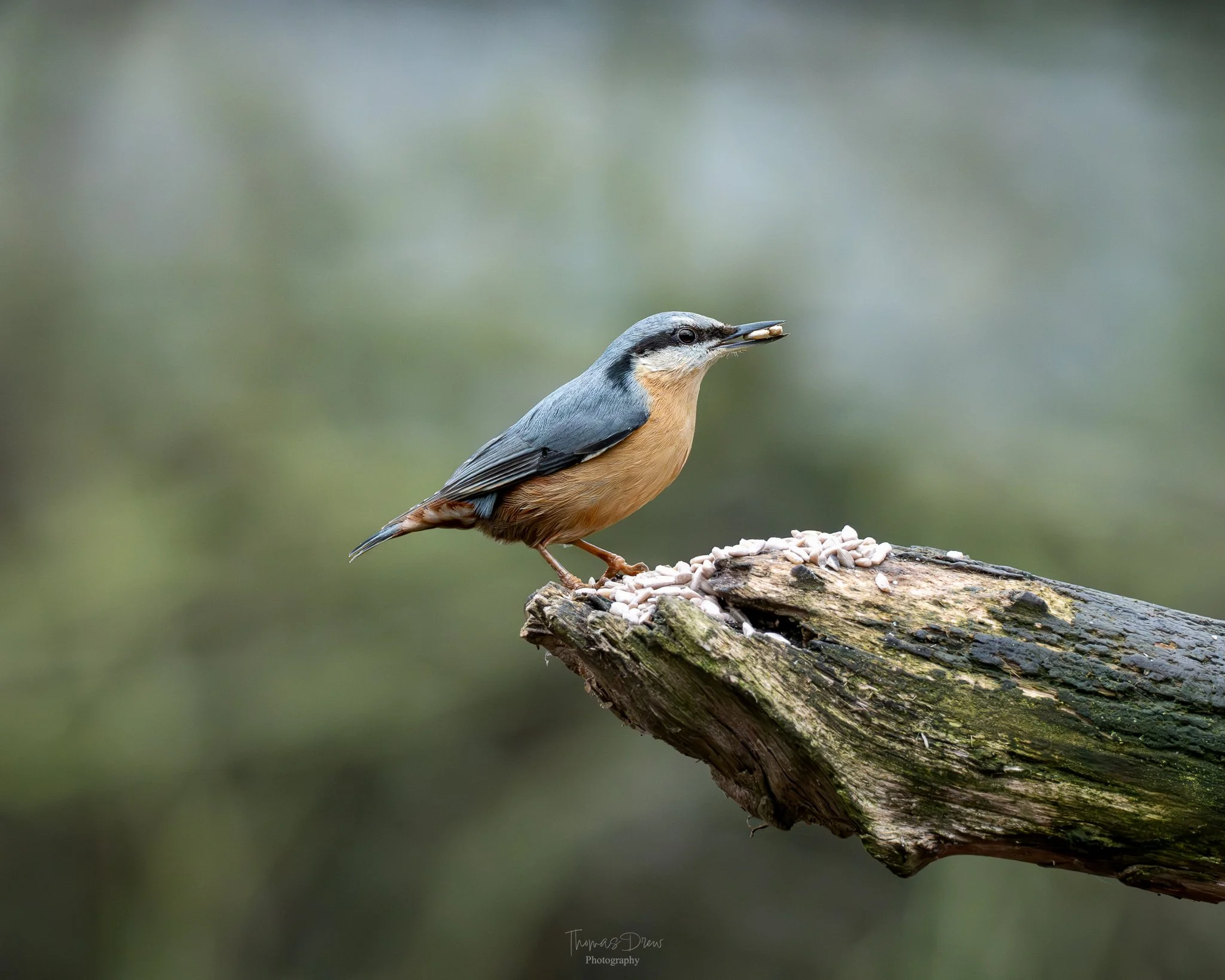 A Nuthatch, a bird perched on a log, holding sunflower seeds in its beak, with a blurred green and grey background.