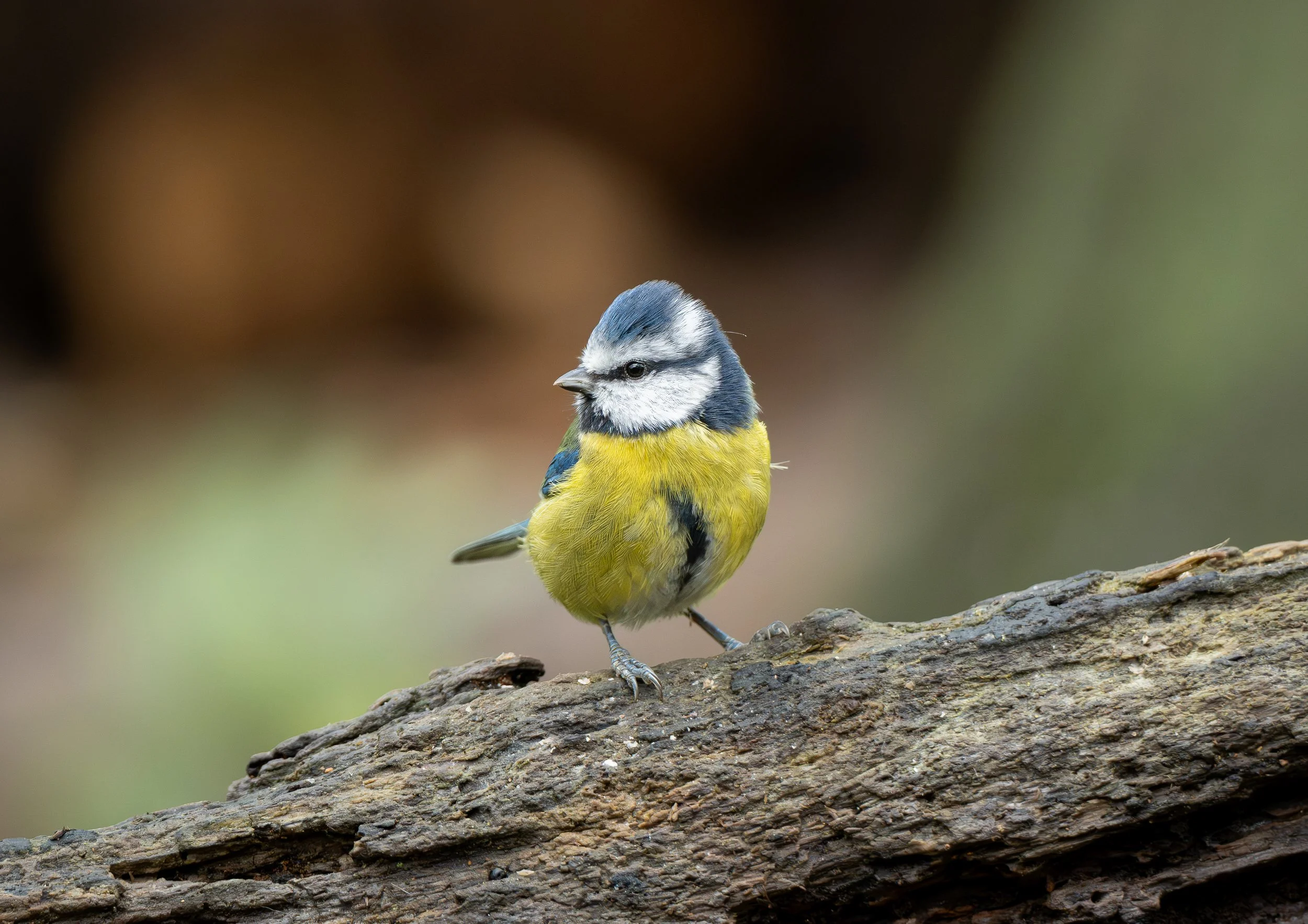 Blue Tit perched on a log print