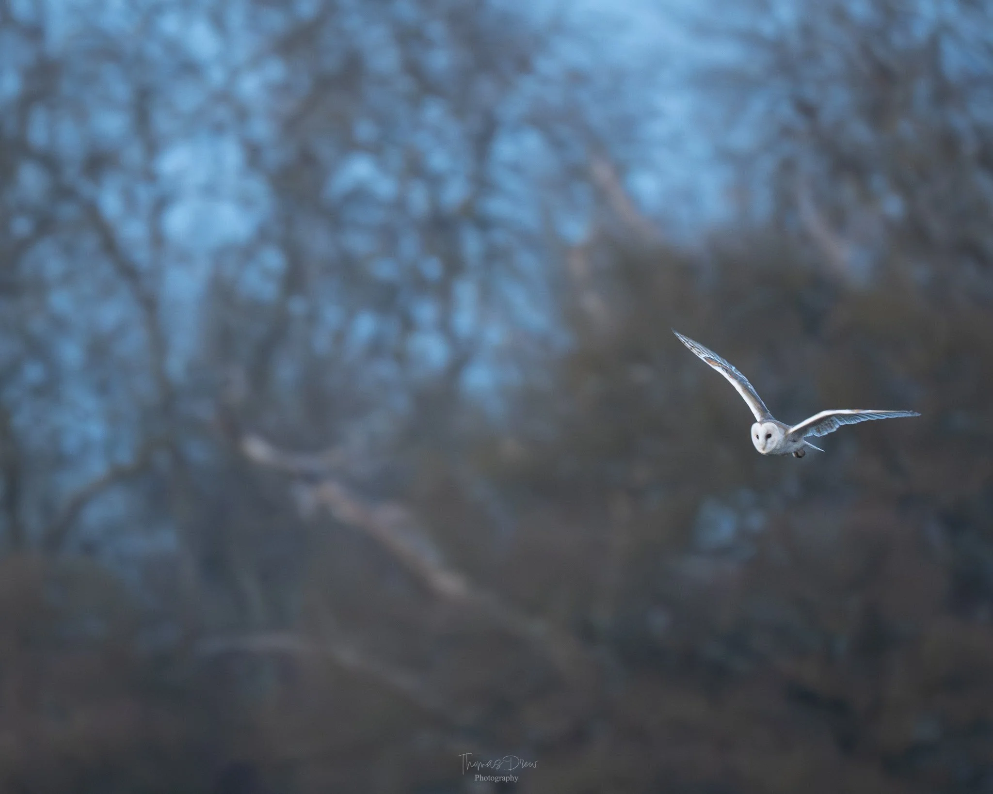 A barn owl flying with outstretched wings above a wooded landscape.
