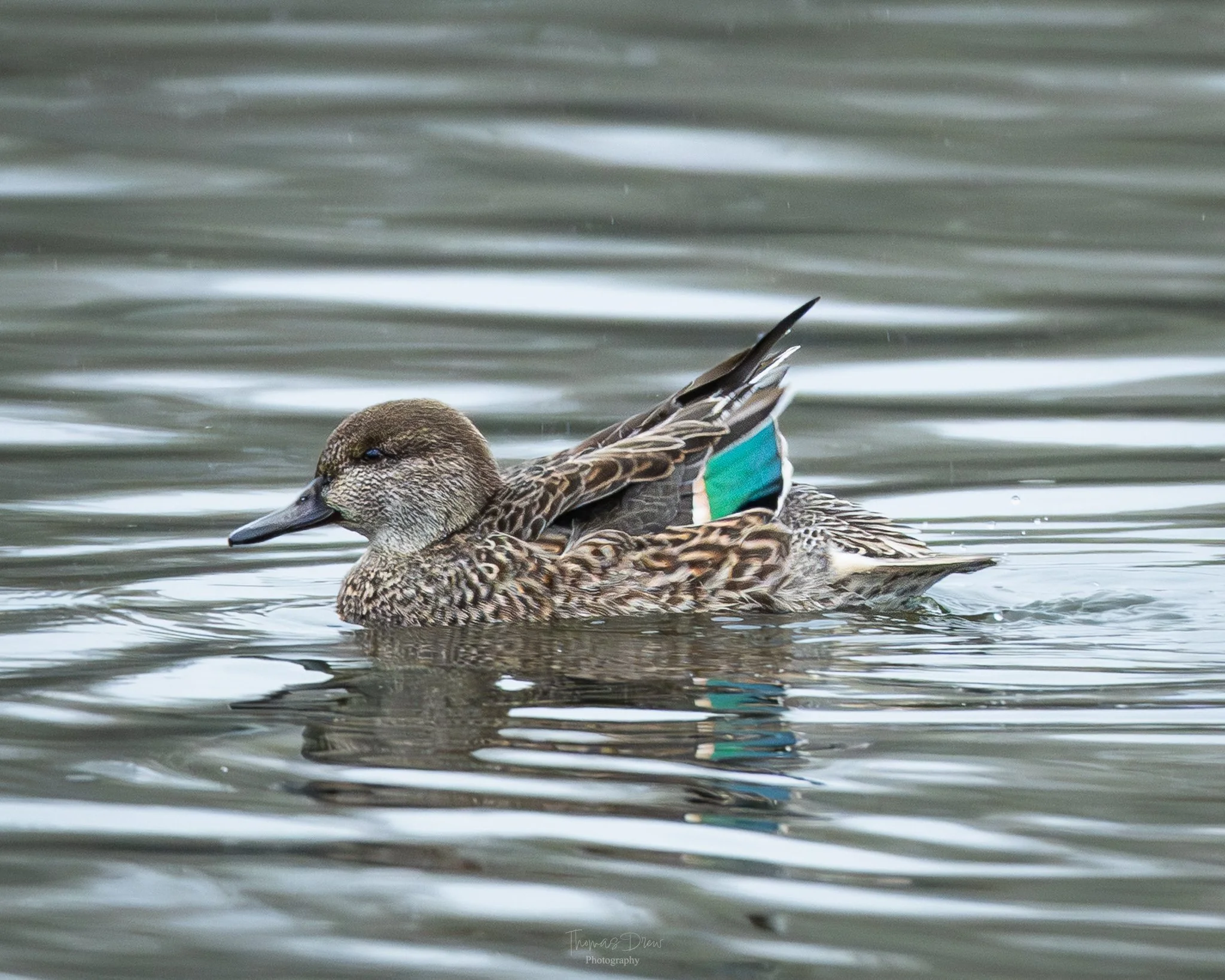 A Eurasian Teal duck swimming in water with a green and blue colour detailing on her wing.