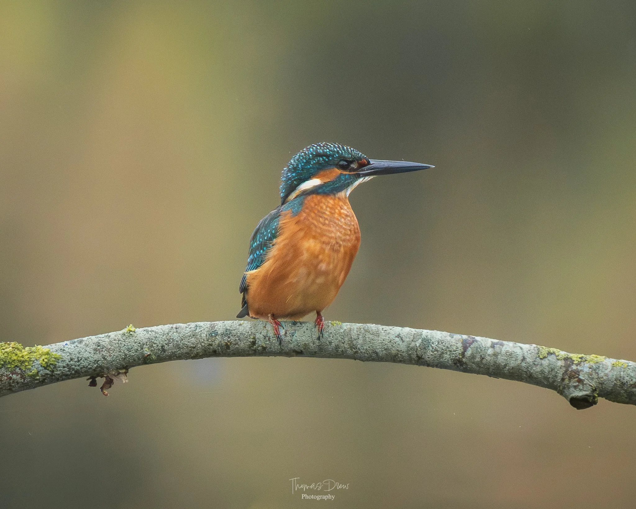 A colorful kingfisher bird perched on a branch.