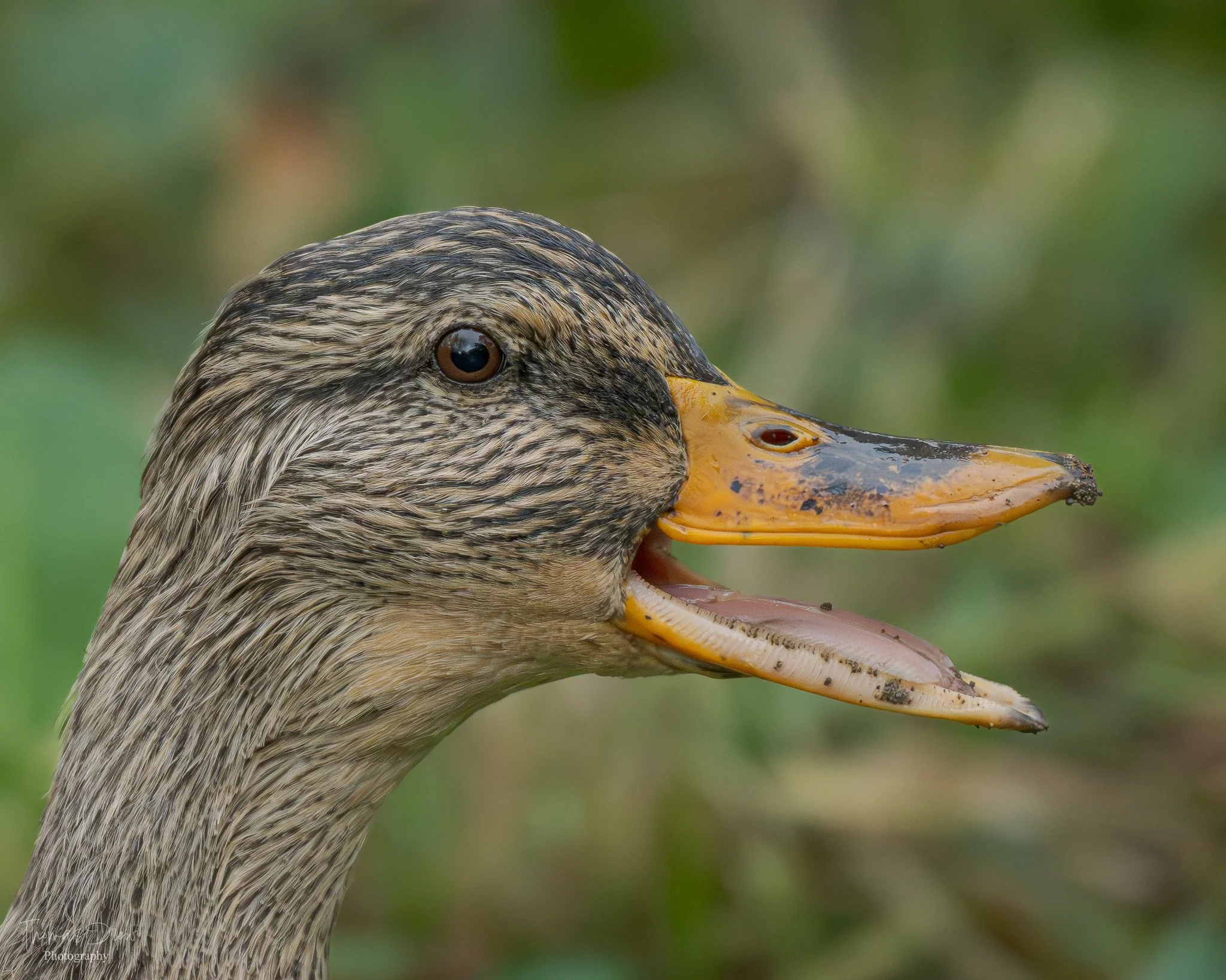 Close-up of a Mallard duck's head with its beak open, showing detailed feather texture and a background of blurred green vegetation.