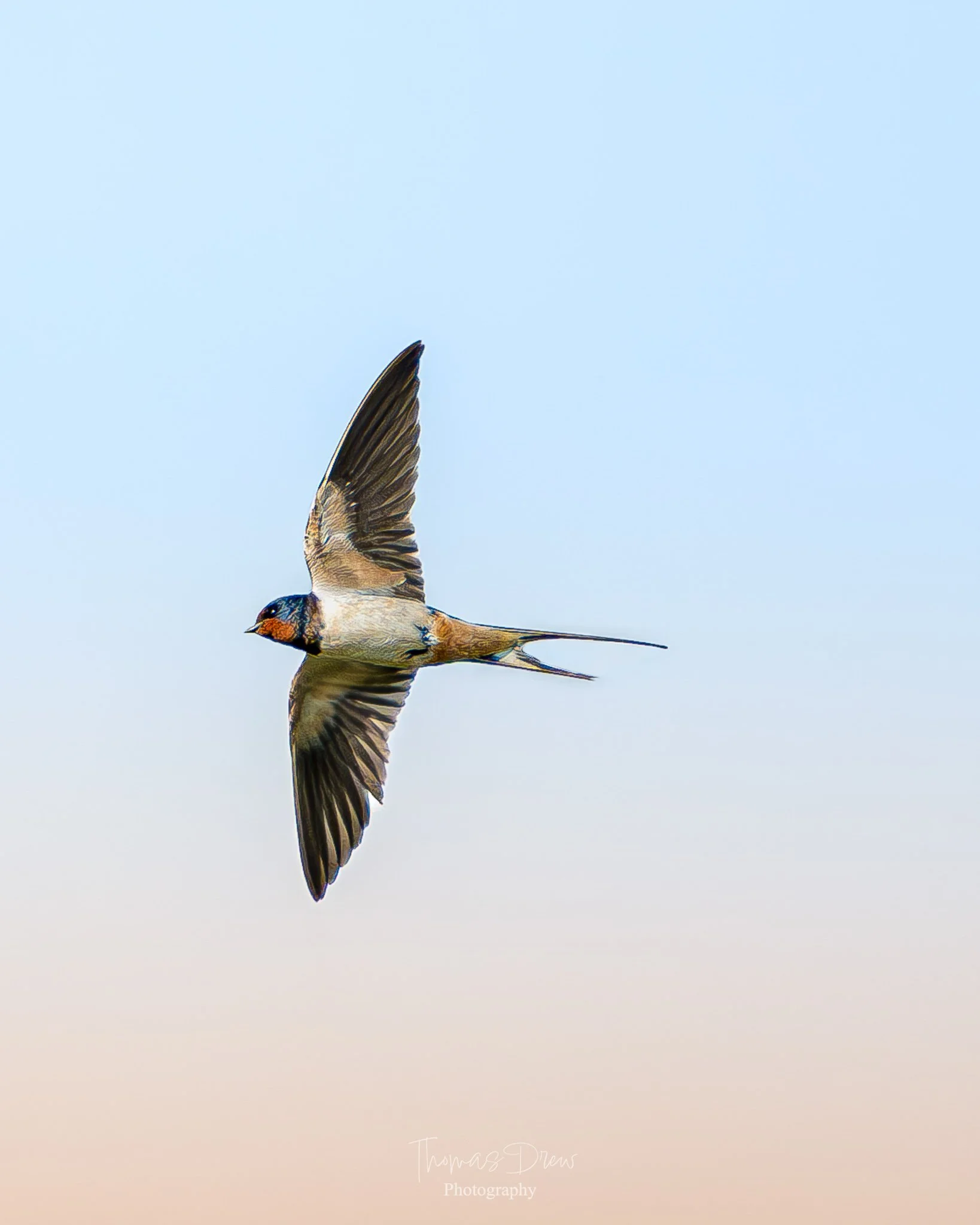 A Swallow flying in a clear sky with a gradient of light blue and peach colours.
