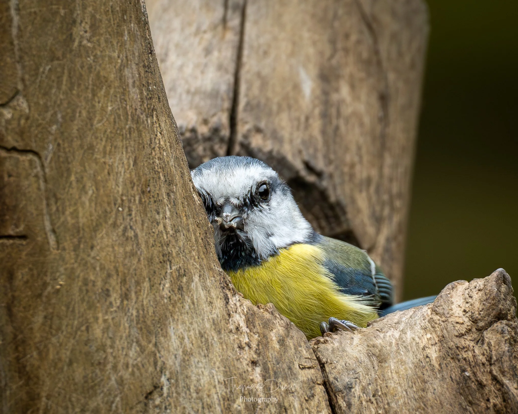 A Blue Tit, a small bird with yellow, black, and white feathers peeking out from a hole in a tree trunk.