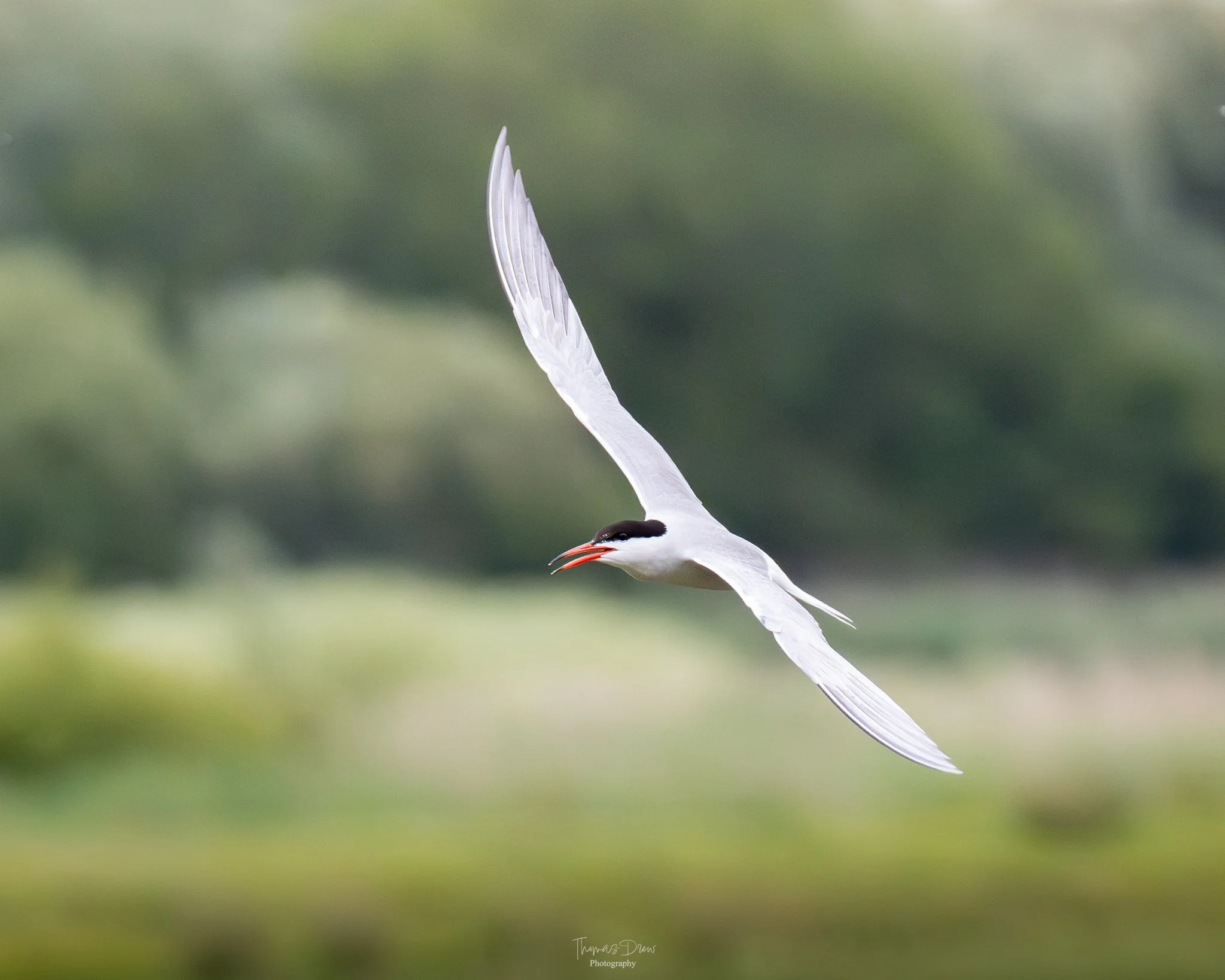 DSC_0220-3.jpg