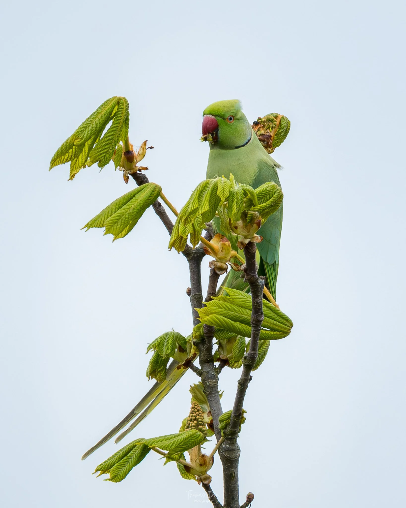 Image of a Parakeet, a green parrot with a red beak sitting on a small branch of a tree with young green leaves and buds against a light sky background.