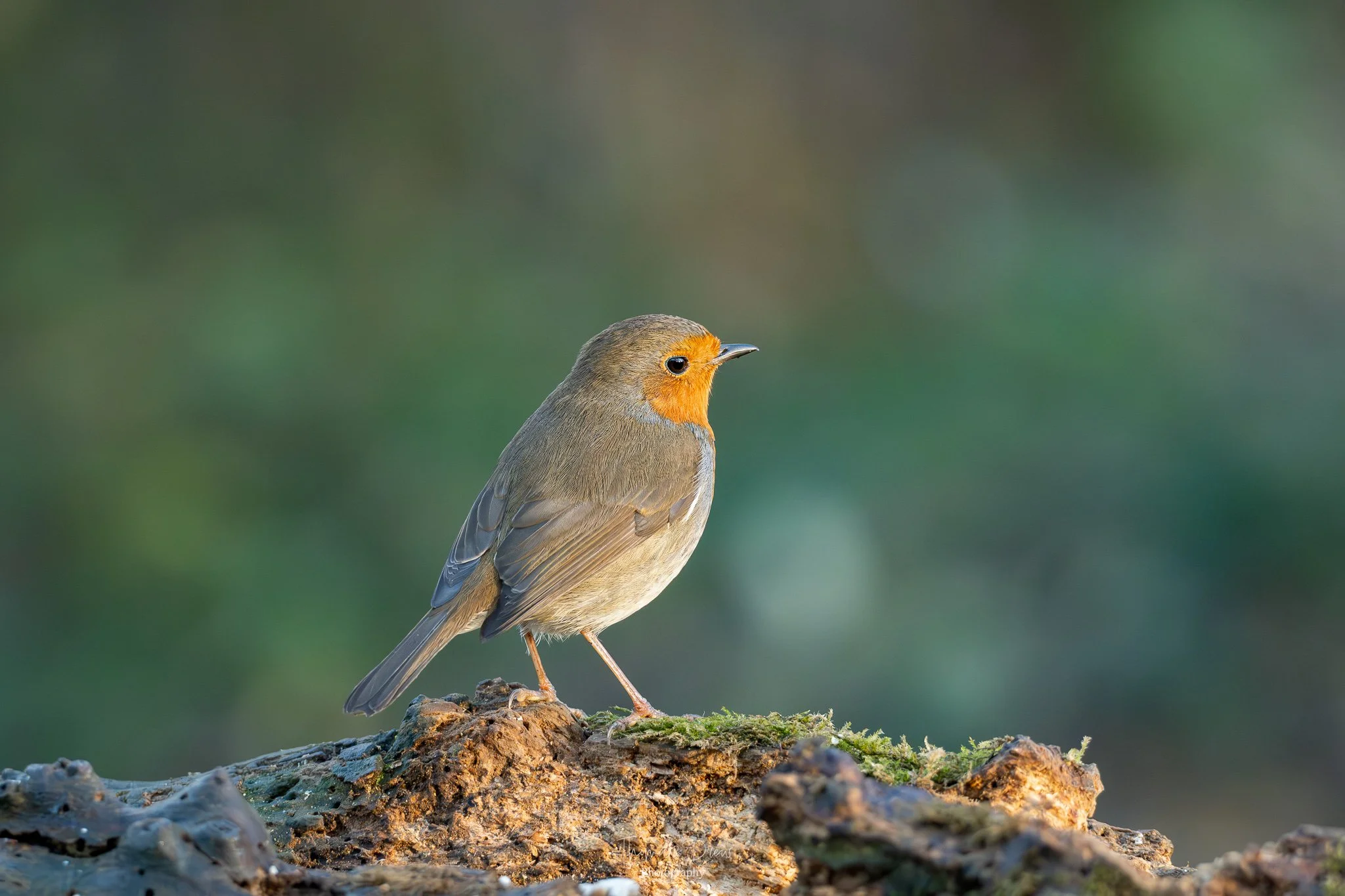 A  Robin with a orange face and brown feathers perched on a textured log with moss, against a blurred green background.