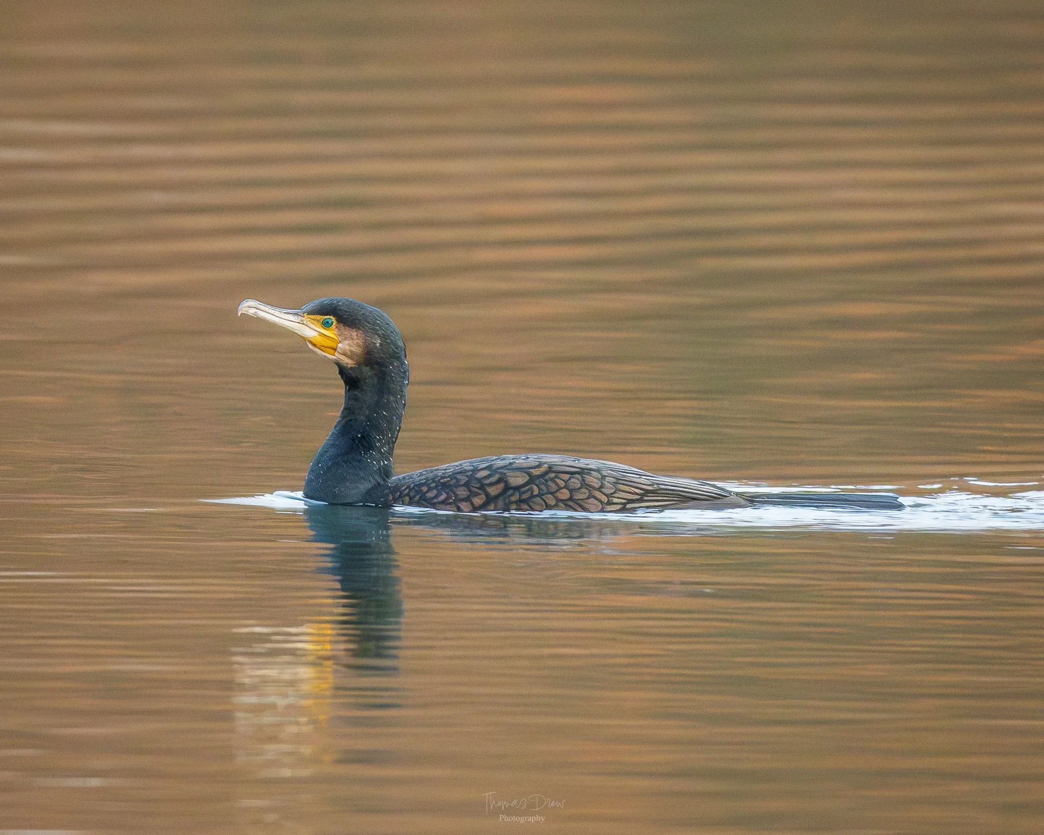 A cormorant swimming on water with a blurred brown background.