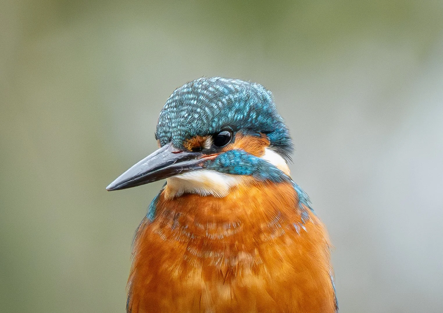 Kingfisher close up Wildlife Photography Print
