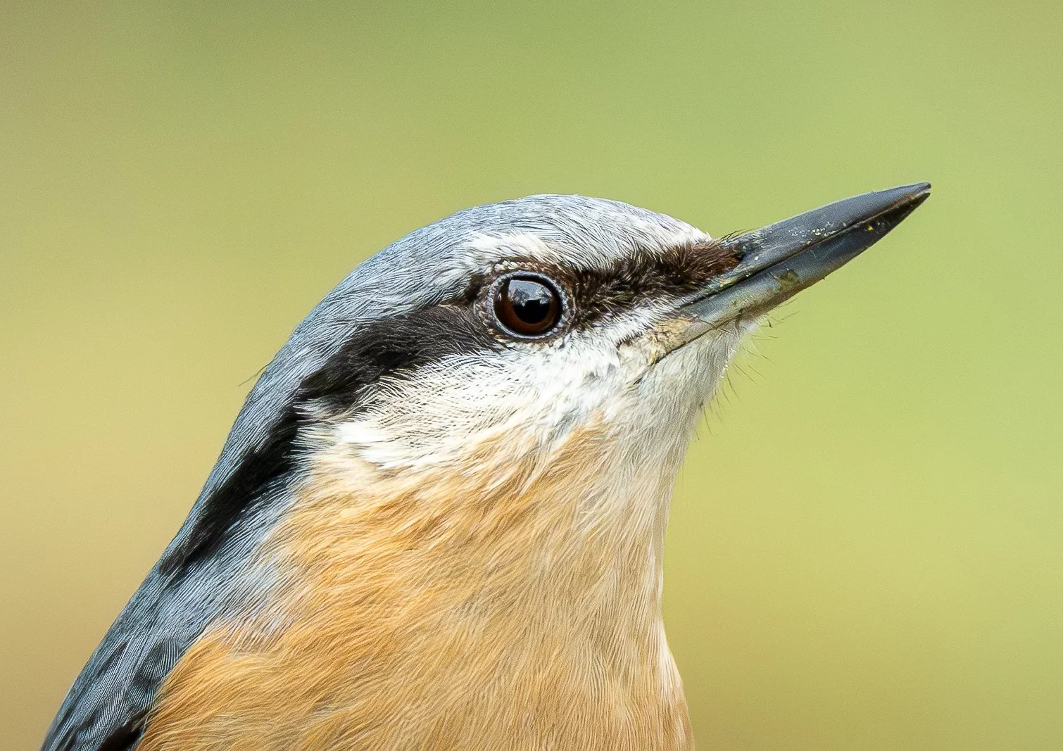 Nuthatch Portrait Shot Wildlife Photography Print