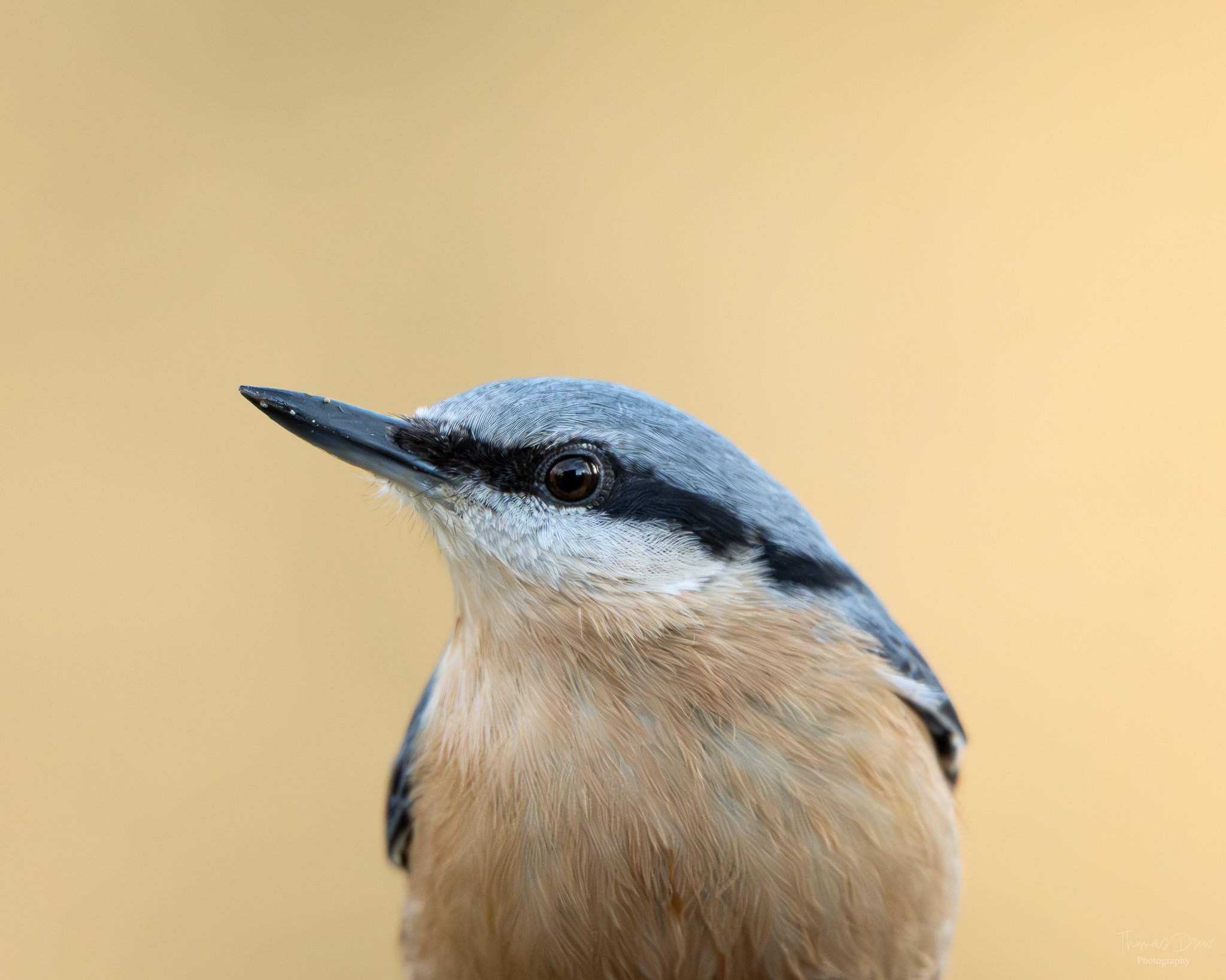 Close-up of a Nuthatch, a small bird with a long beak, black eye, and grey and tan feathers against a light yellow background.