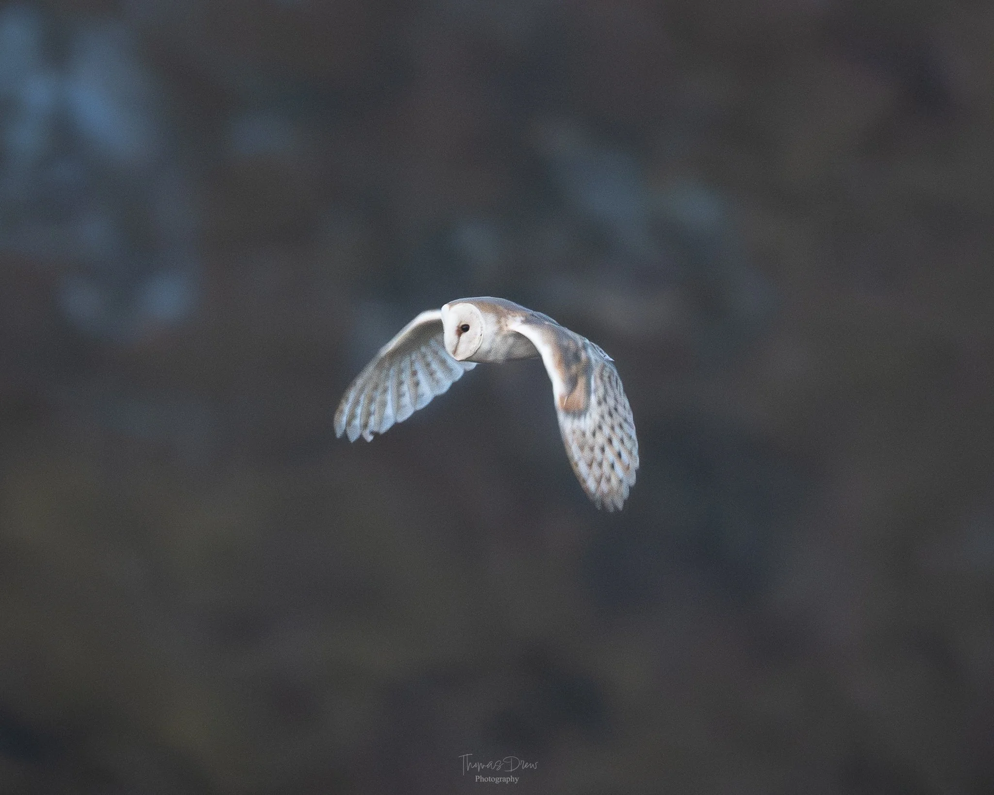 A barn owl flying in mid-air with its wings spread, against a blurred dark background.