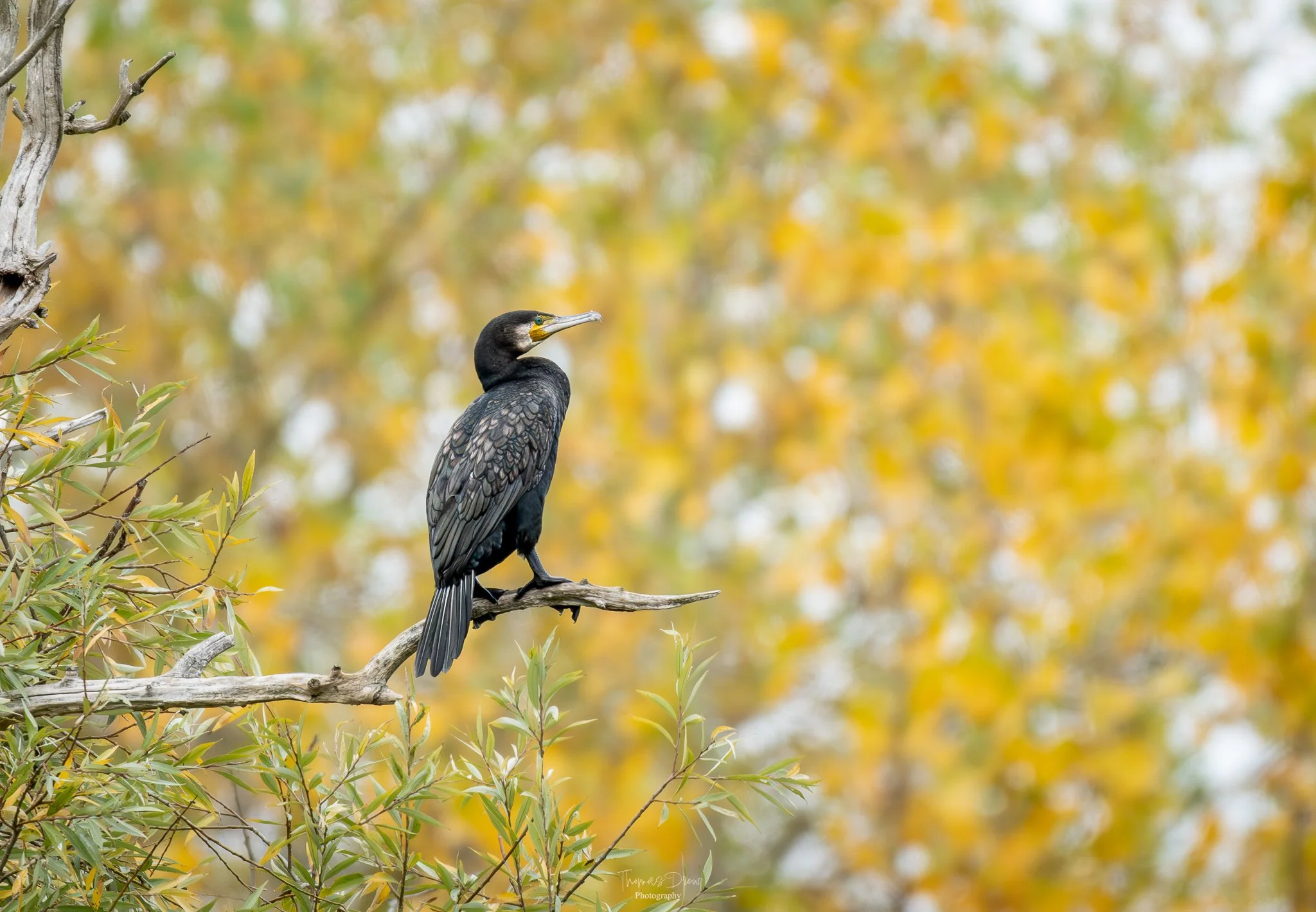 Image of a Cormorant, a black bird sitting on a branch with yellow and green autumn leaves in the background.