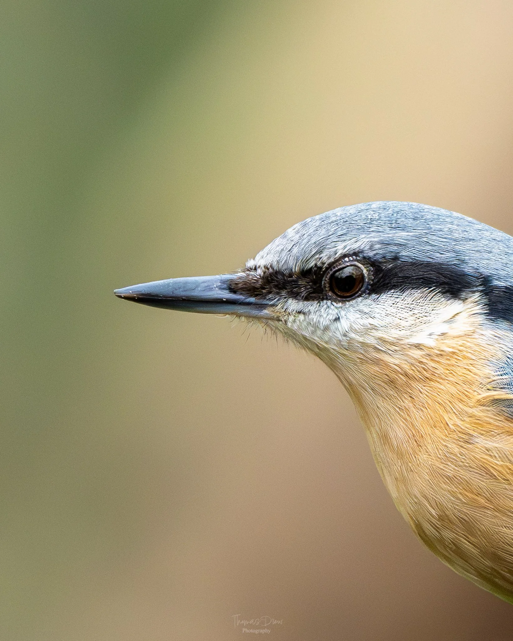 Close-up of a Nuthatch bird, showing its beak, eye, and grey and tan feathers, with a blurred green and beige background.