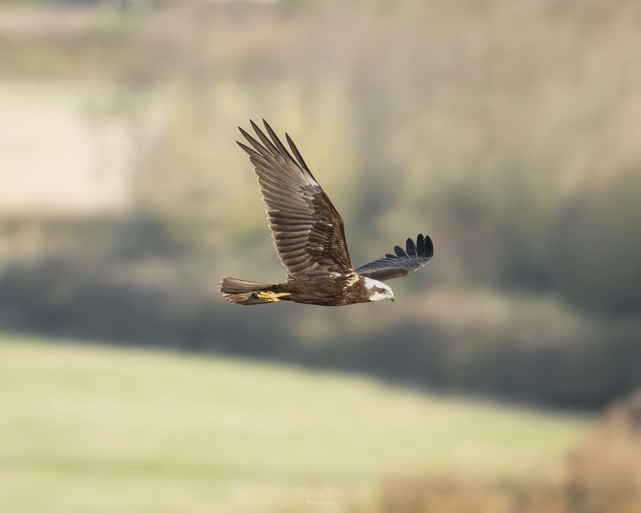 A Marsh Harrier, a bird of prey flying in the sky with blurred landscape background.