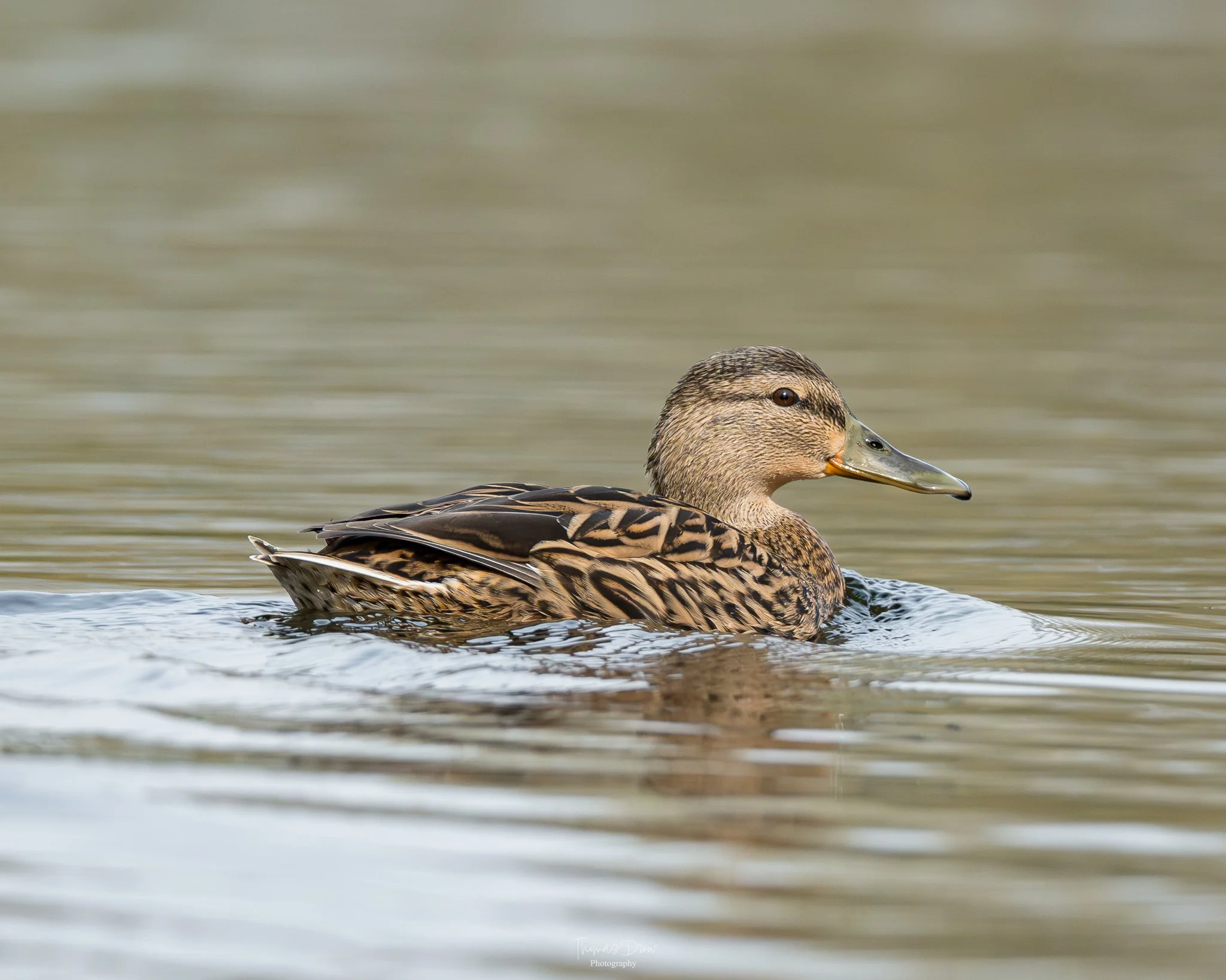 Image of a Female Mallard Duck swimming on calm water with a neutral background.