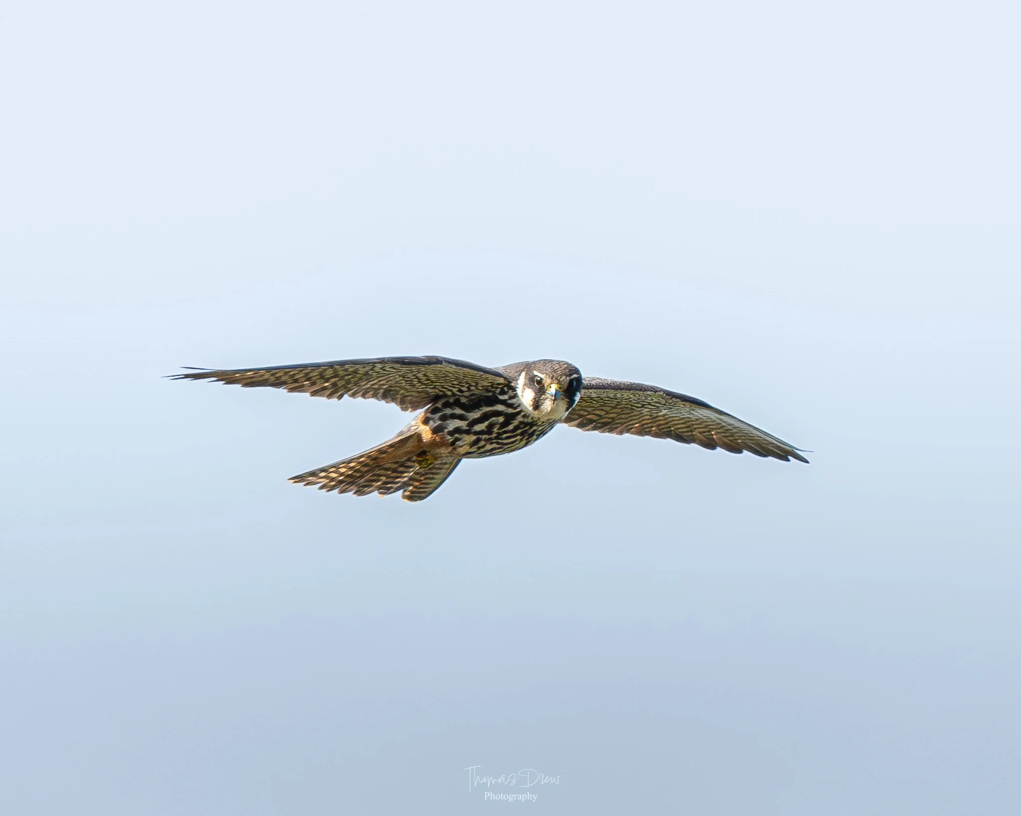A bird of prey, a Hobby, with outstretched wings in flight against a pale blue sky.
