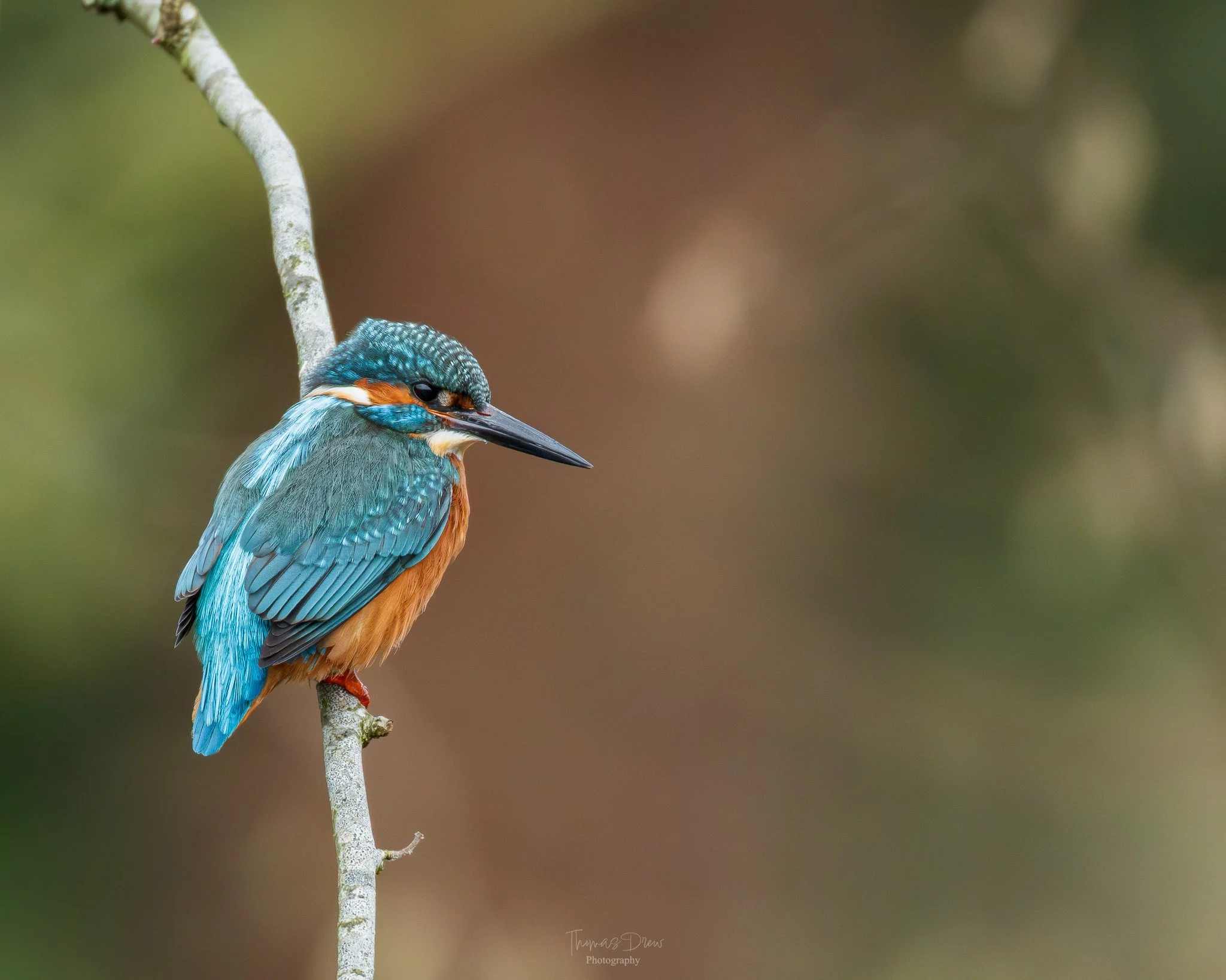 Colorful kingfisher bird perched on a thin branch against a blurred natural background.