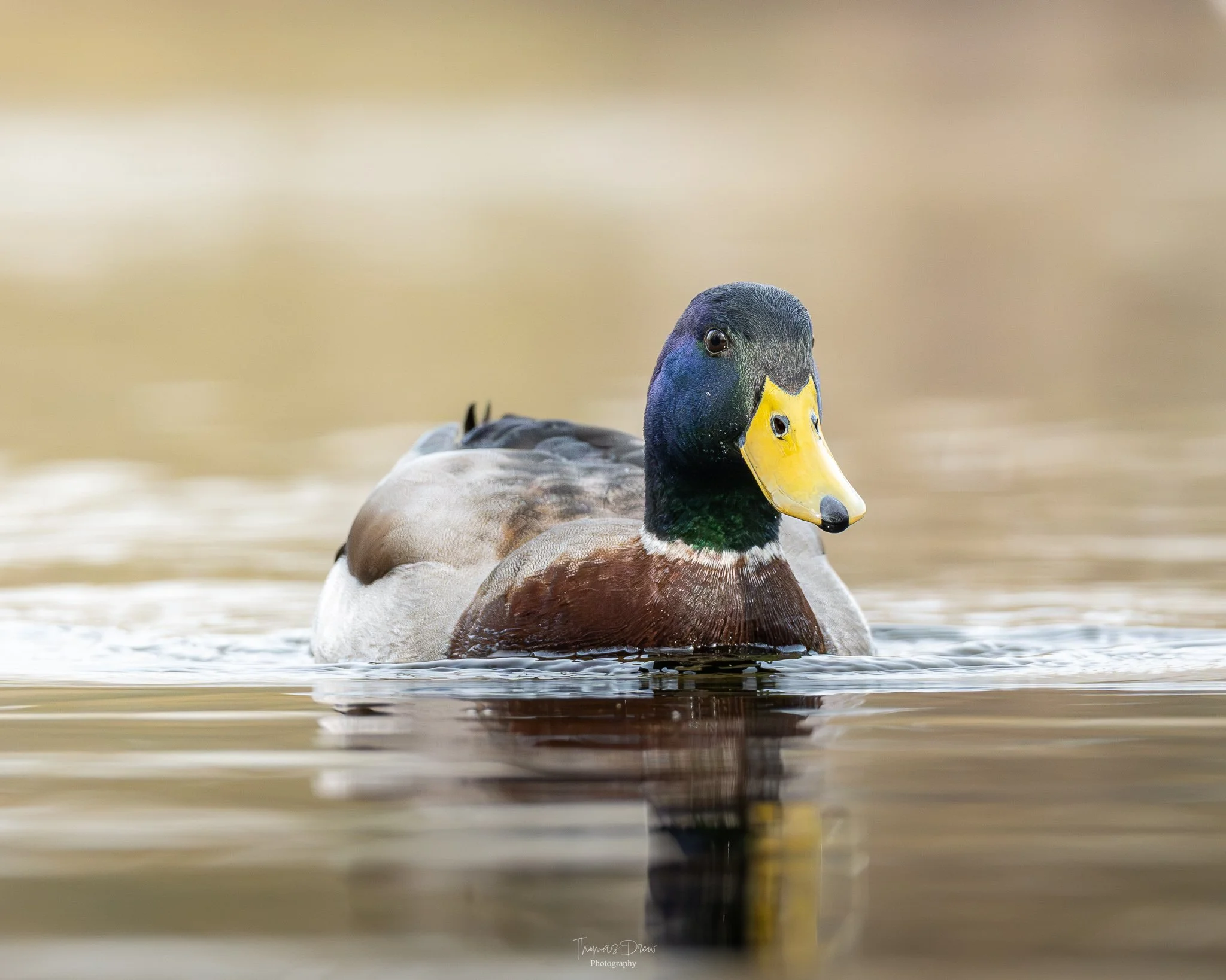 Image of a Male Mallard duck swimming in water, with a yellow beak, dark green head, and brown and grey body.