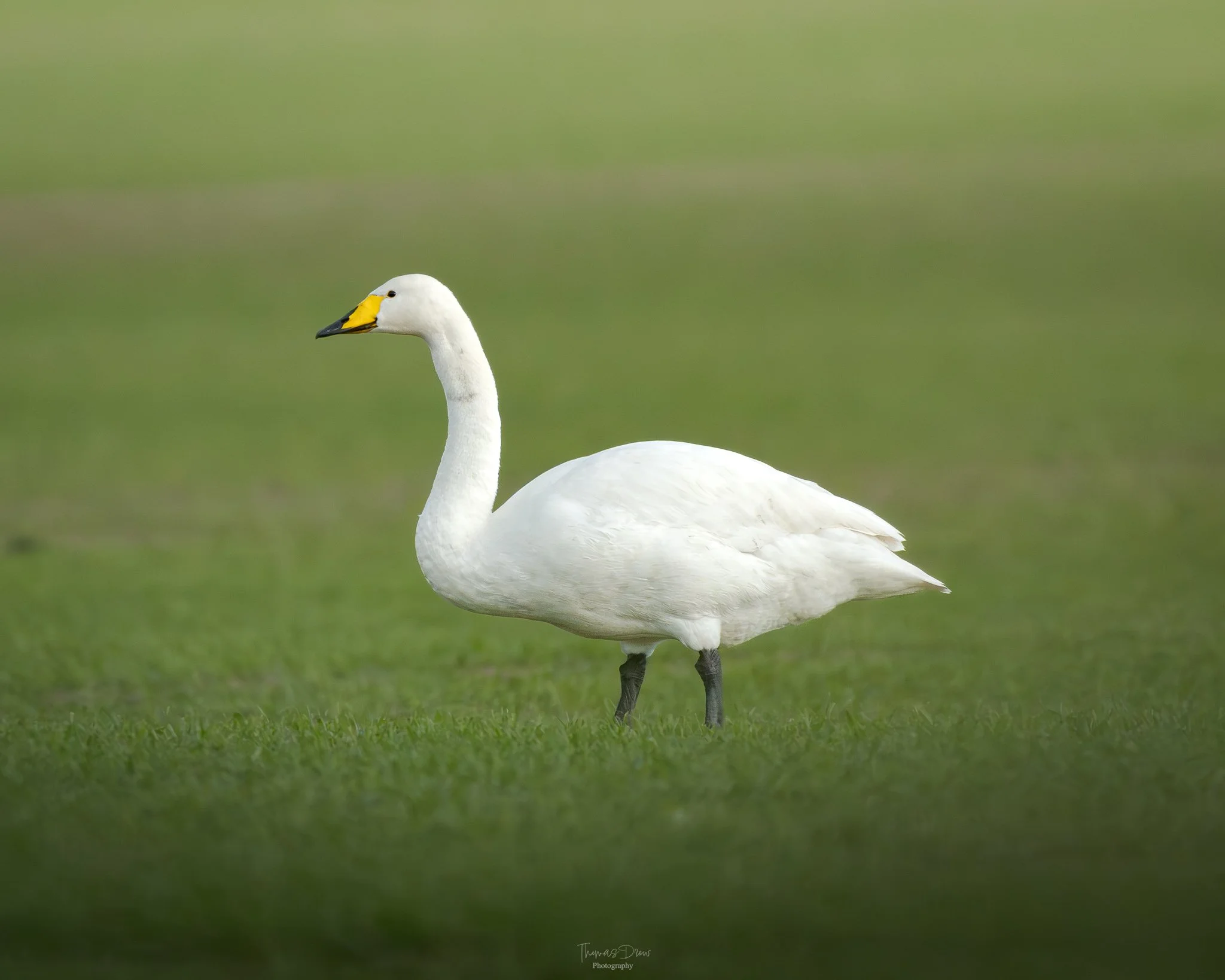 Image of a Whooper Swan standing on green grass with a blurred green background.