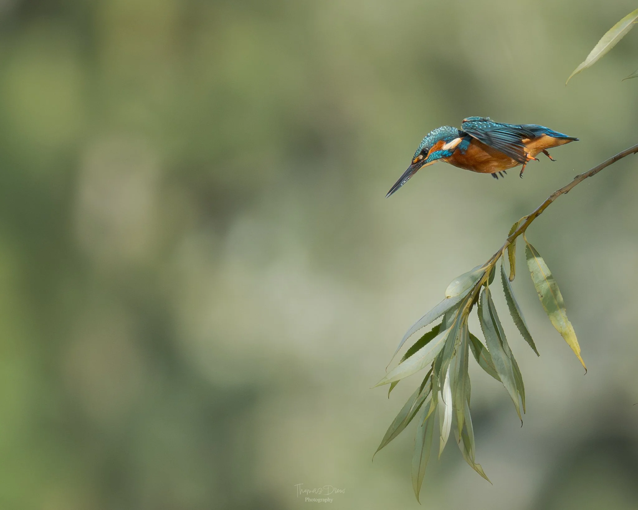 A kingfisher bird perched on a branch, with green foliage in the blurred background.