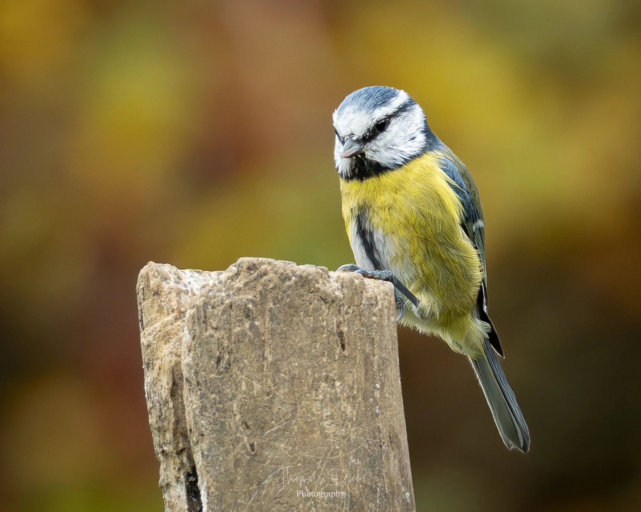A small bird, a blue tit, with yellow and black feathers perched on a weathered wooden post, with a blurred colourful background.