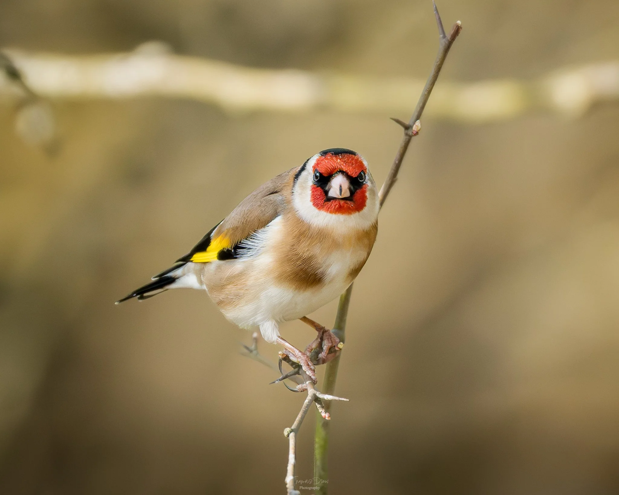 Image of a small bird, a European goldfinch, perched on a thin branch, with a vivid red face, black and white head, and yellow and black markings on its wings. The background is blurred in neutral tones.