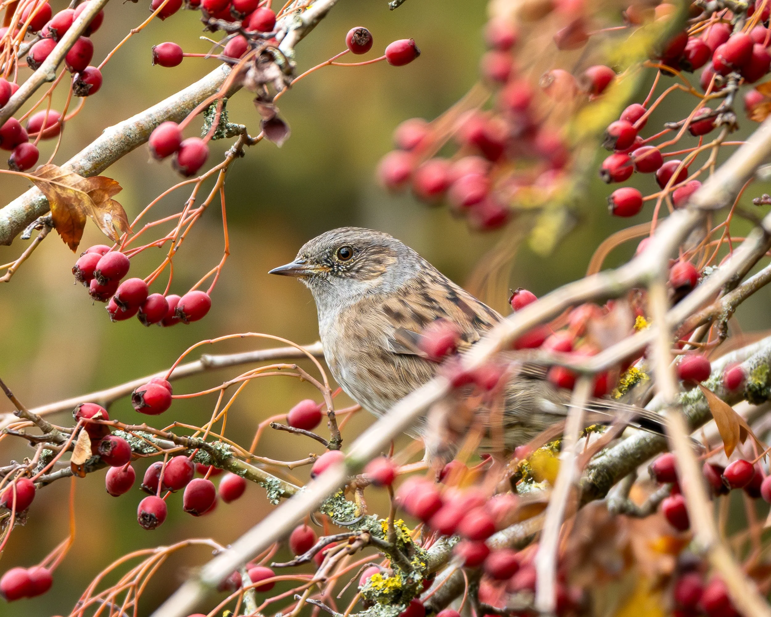 Dunnock perched in Berries Wildlife Photography Print