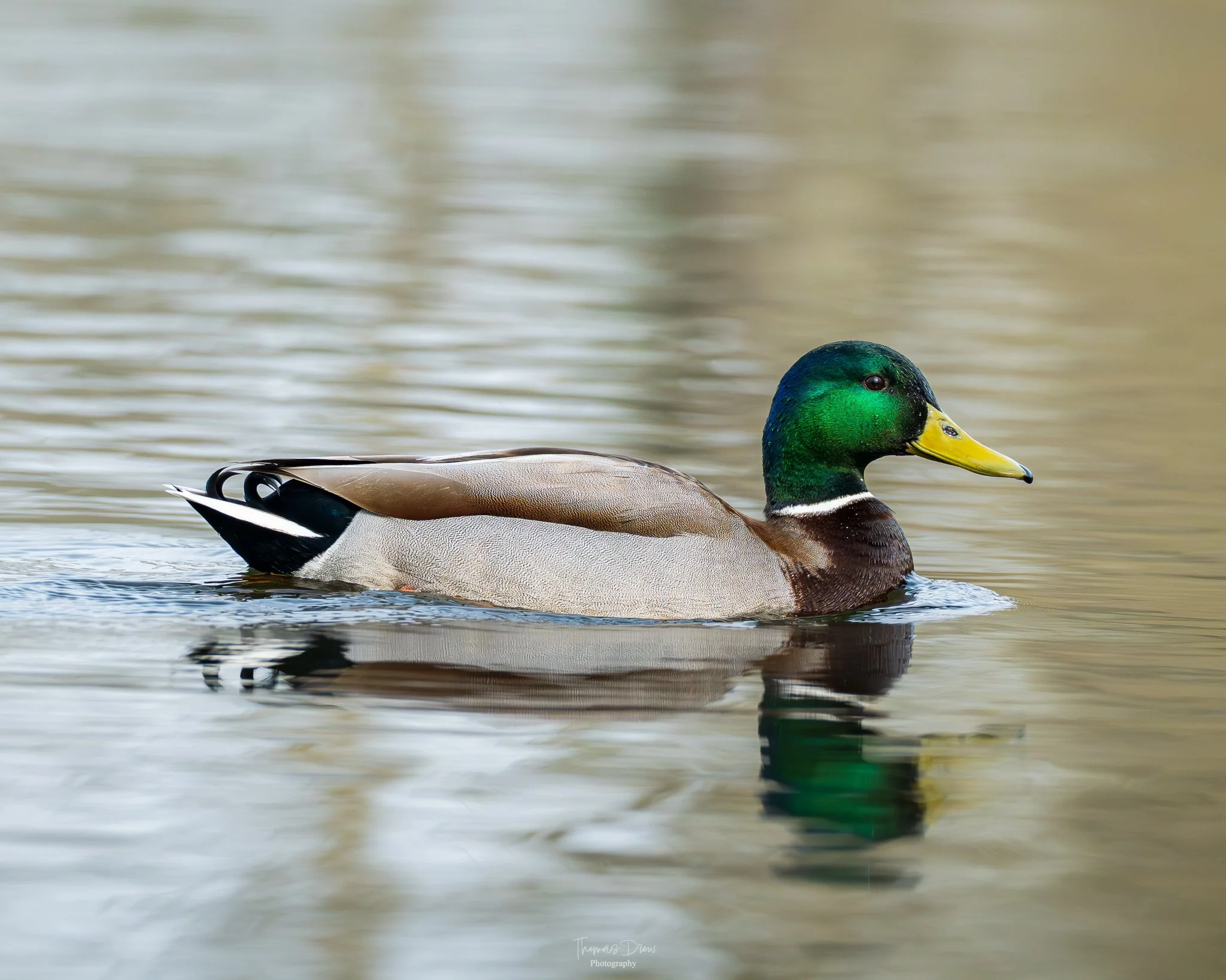 Image of a Male Mallard duck swimming in a calm body of water, with its vibrant green head, yellow bill, and brown body visible.