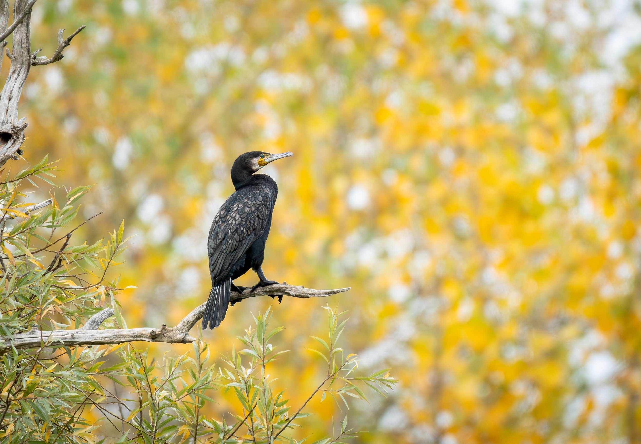 Cormorant perched on a branch in Autumnal settings Wildlife Print