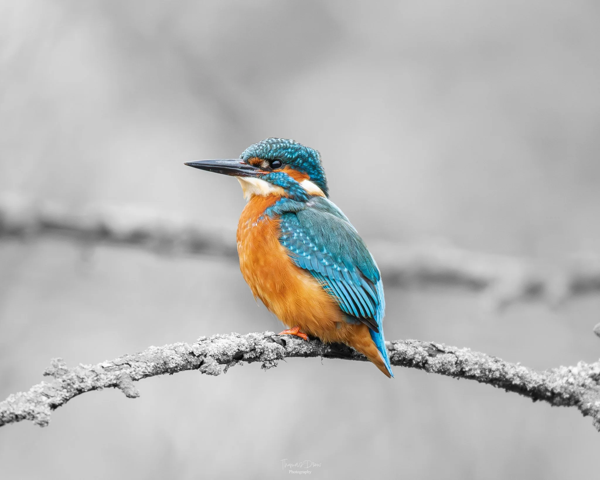Colorful kingfisher bird perched on a branch with a blurred gray background.
