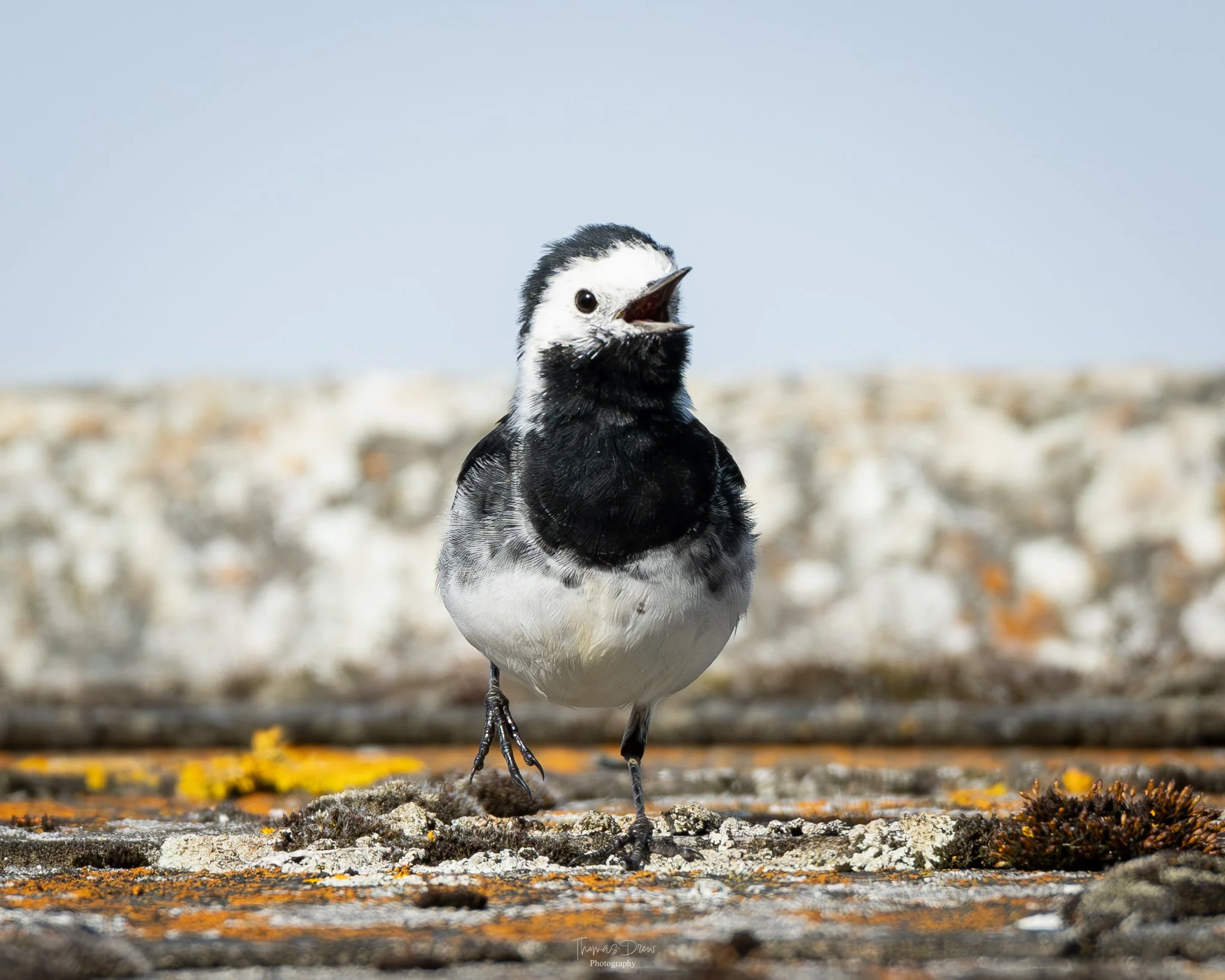 Image of a Pied Wagtail, a black and white bird standing on a rocky ground with its beak open.
