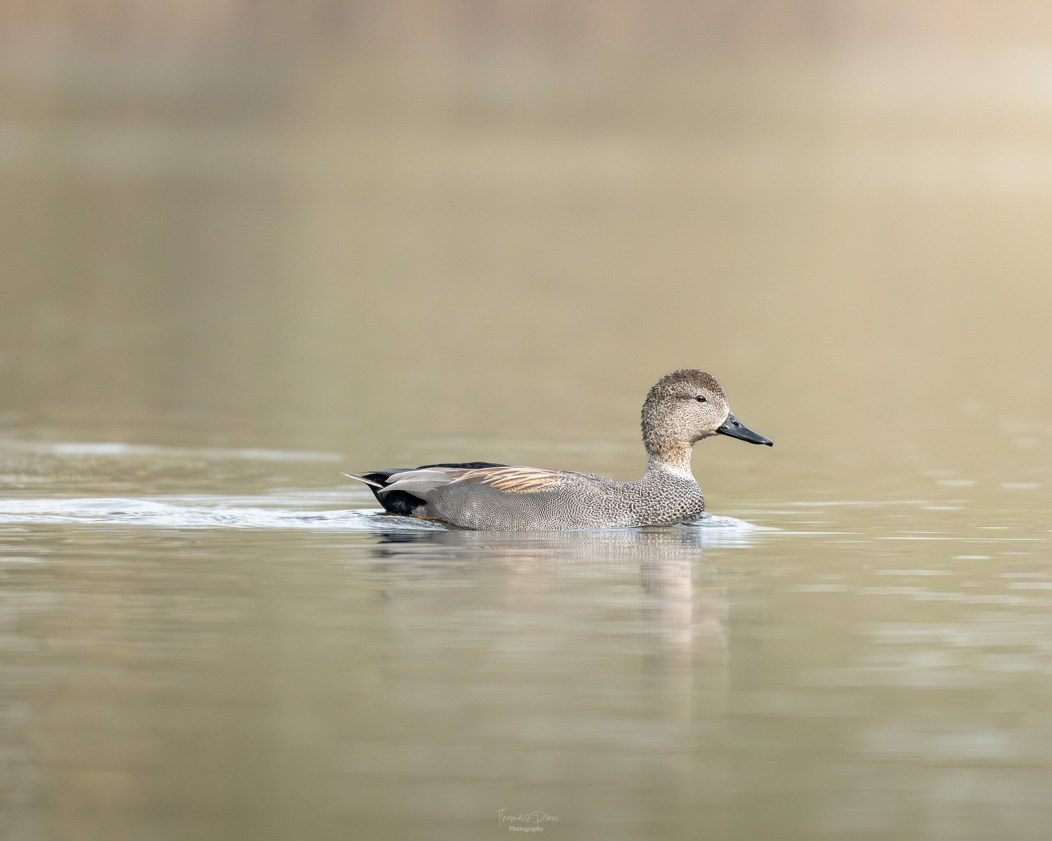 Image of a Gadwall duck swimming in calm water with a blurred neutral background.