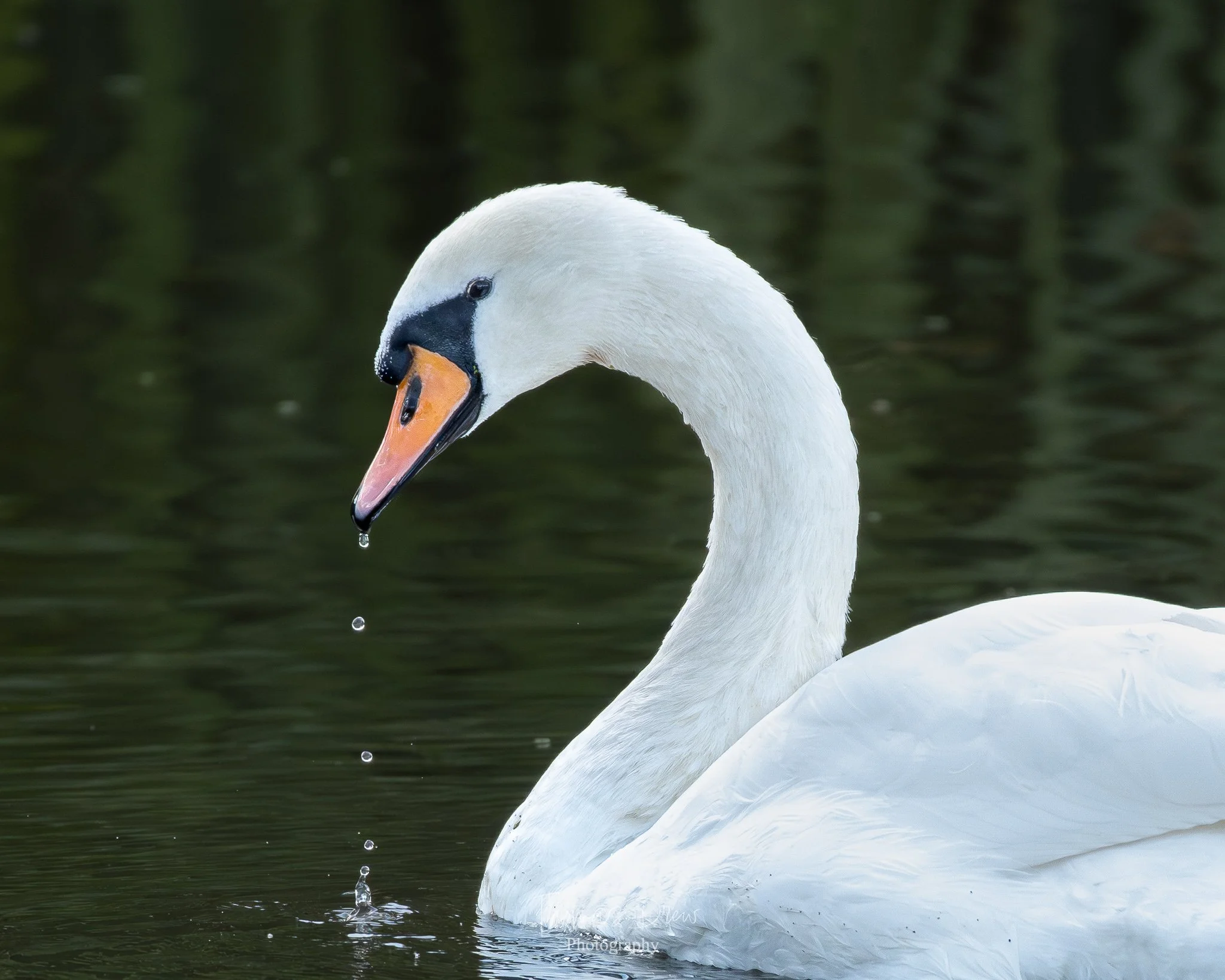 A close-up of a Mute Swan swimming in dark water with water droplets falling from its beak.