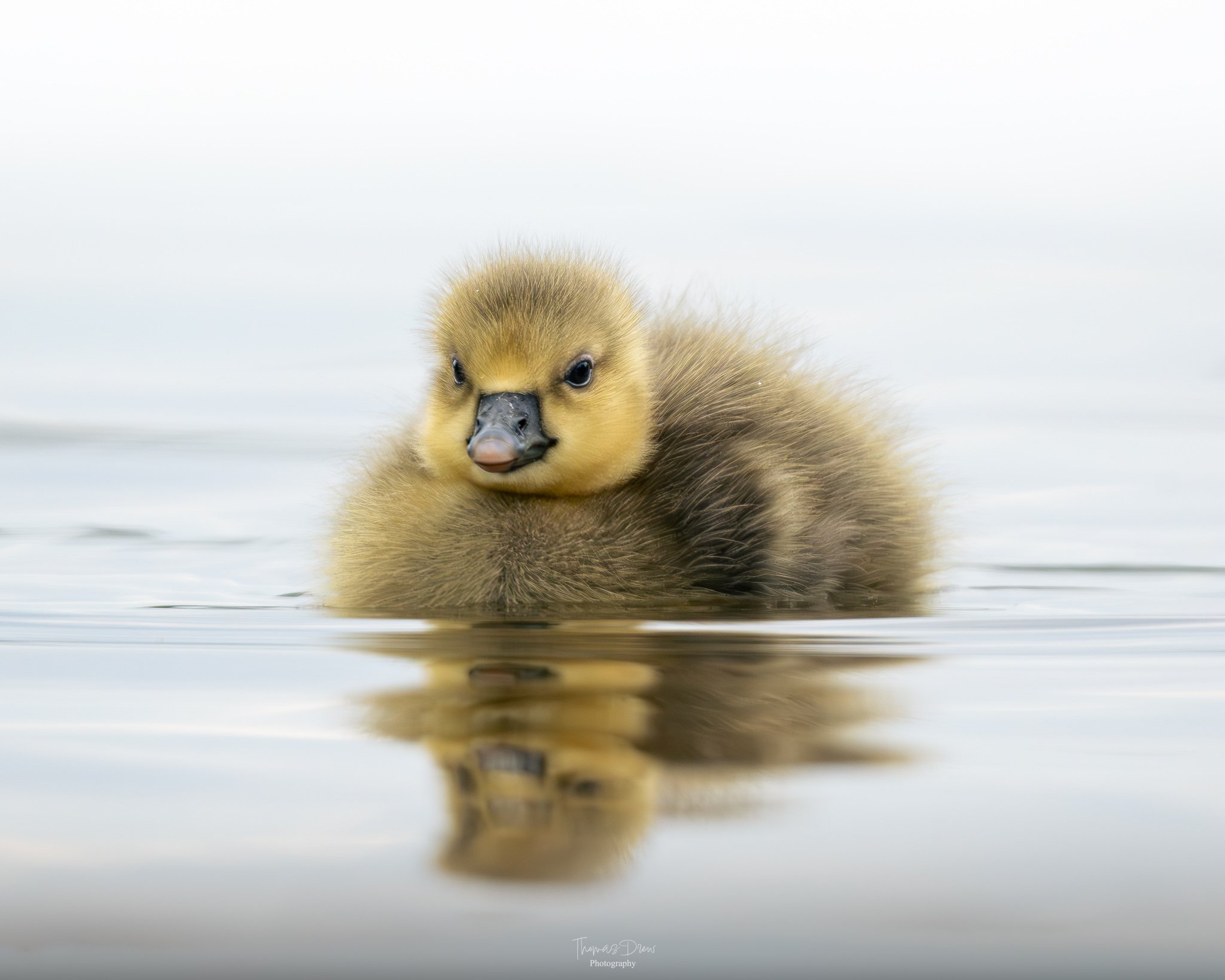 DSC_4341-2.jpg