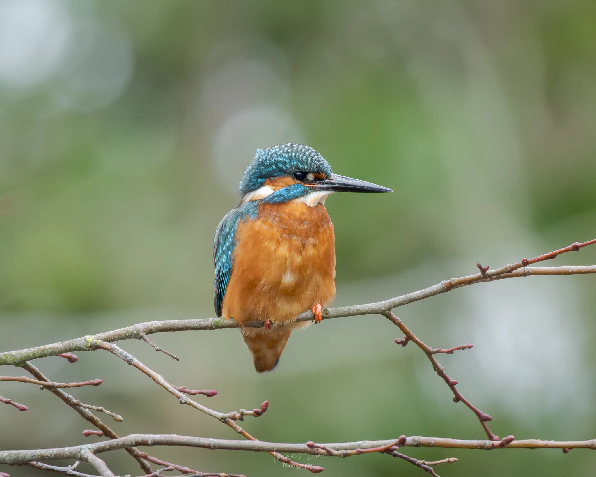 A kingfisher bird with vibrant blue and orange feathers, perched on a thin branch against a blurred green background.