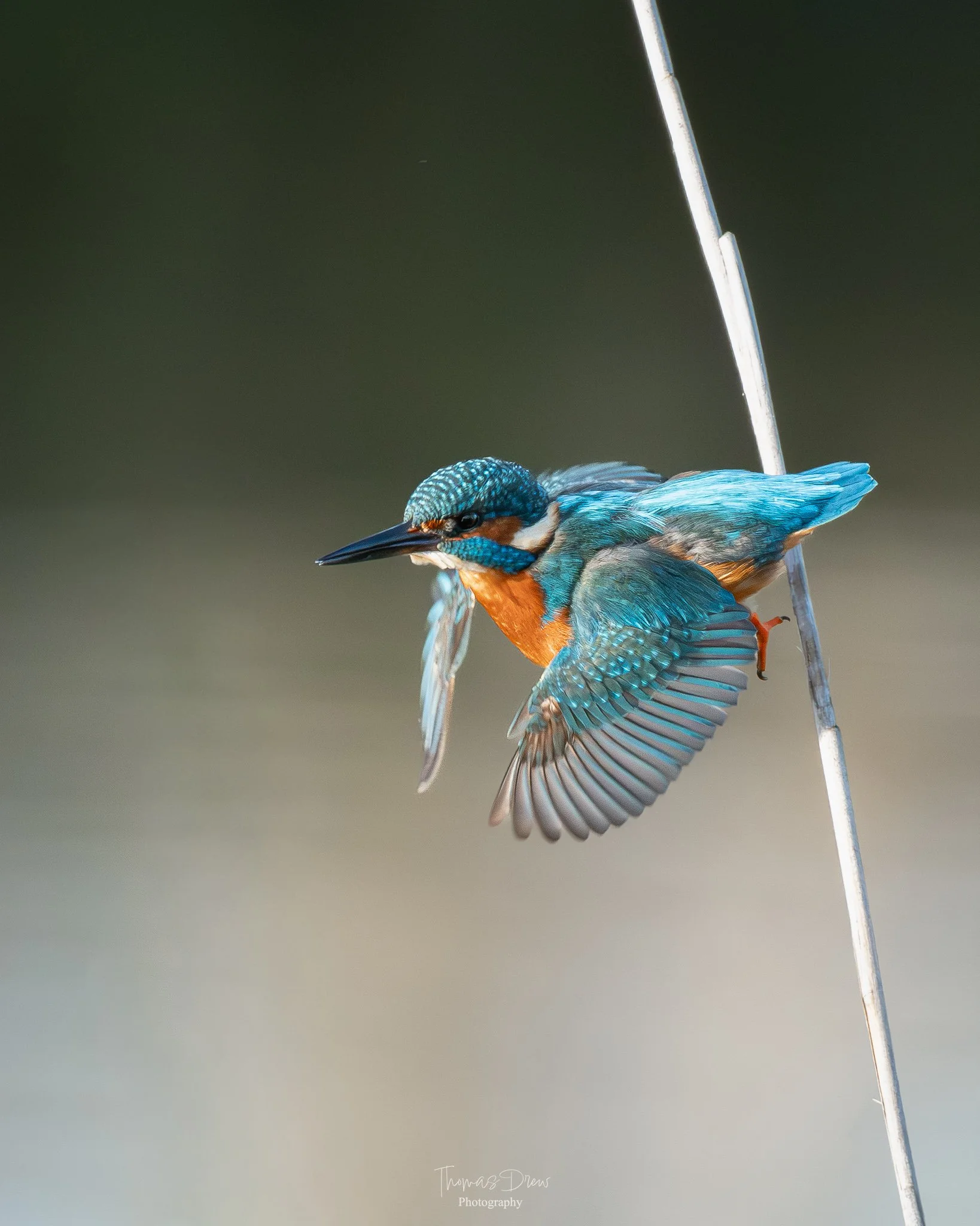 A colorful kingfisher bird with blue and orange feathers perches on a thin vertical reed, captured mid-flight against a blurred background.