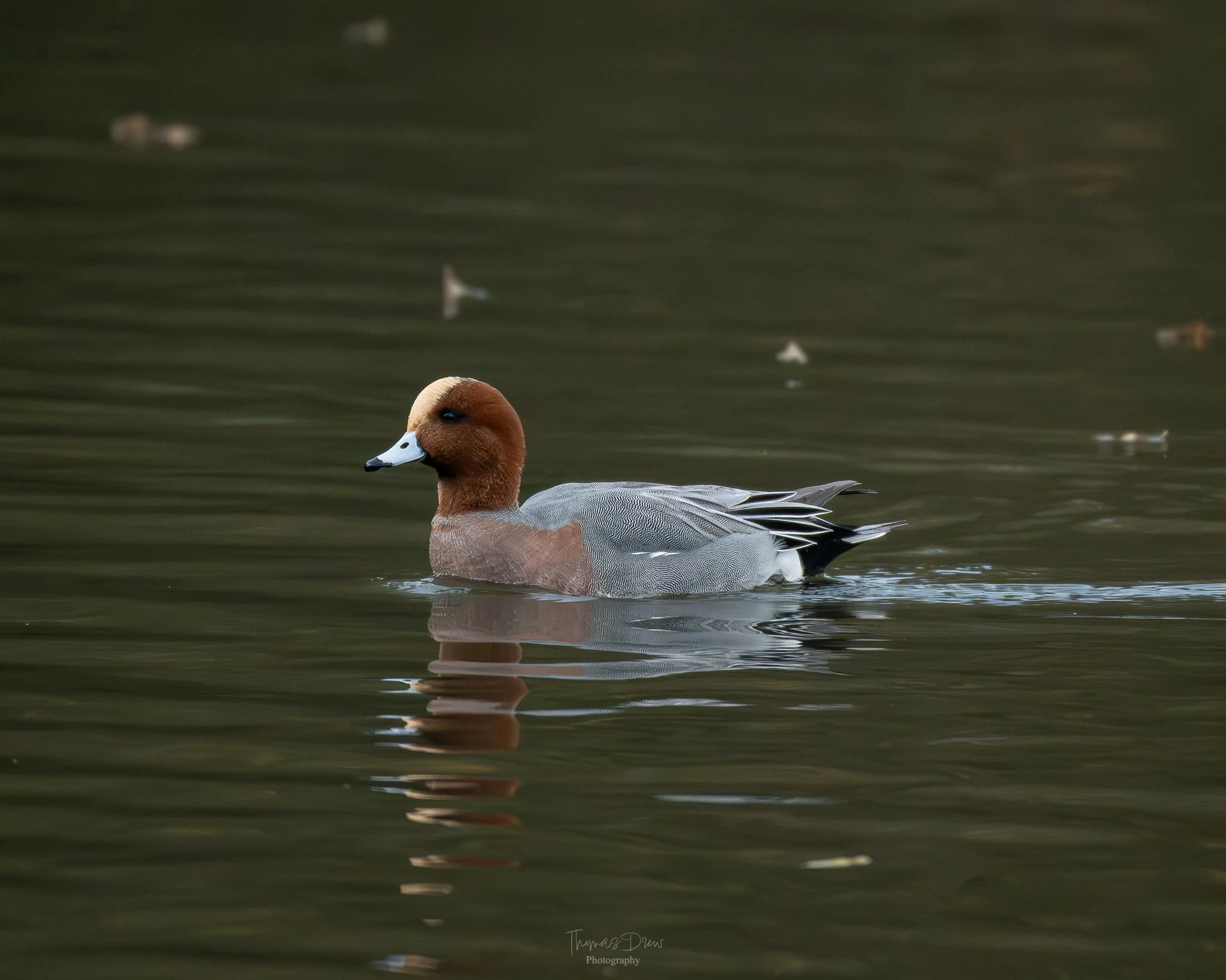 Image of a male Wigeon duck swimming in calm water with small floating debris.