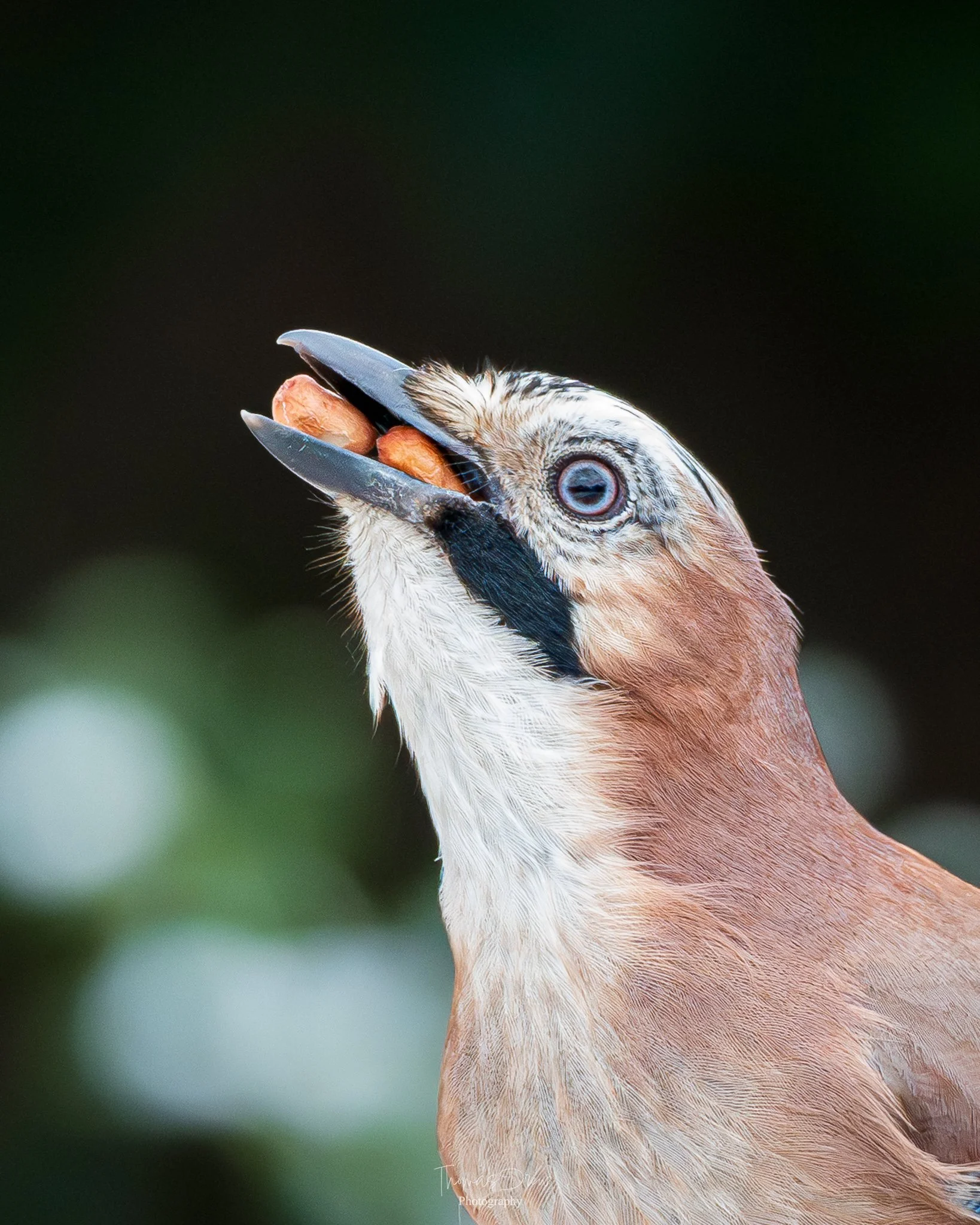 Close-up of an Eurasian Jay holding peanuts in its beak, with blurred background.