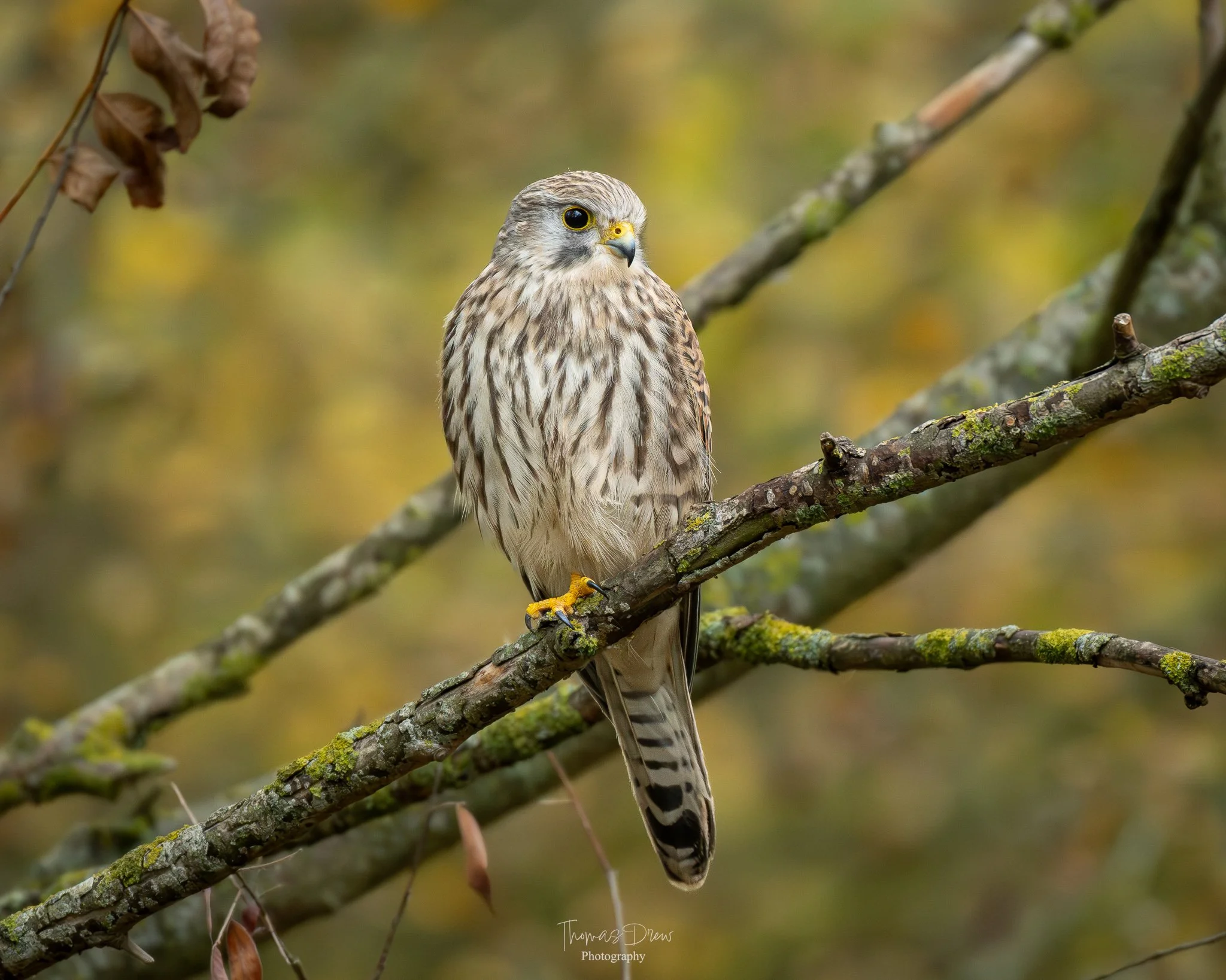 A Kestrel perched on a moss-covered tree branch in a forest setting with a blurred background of autumn foliage.
