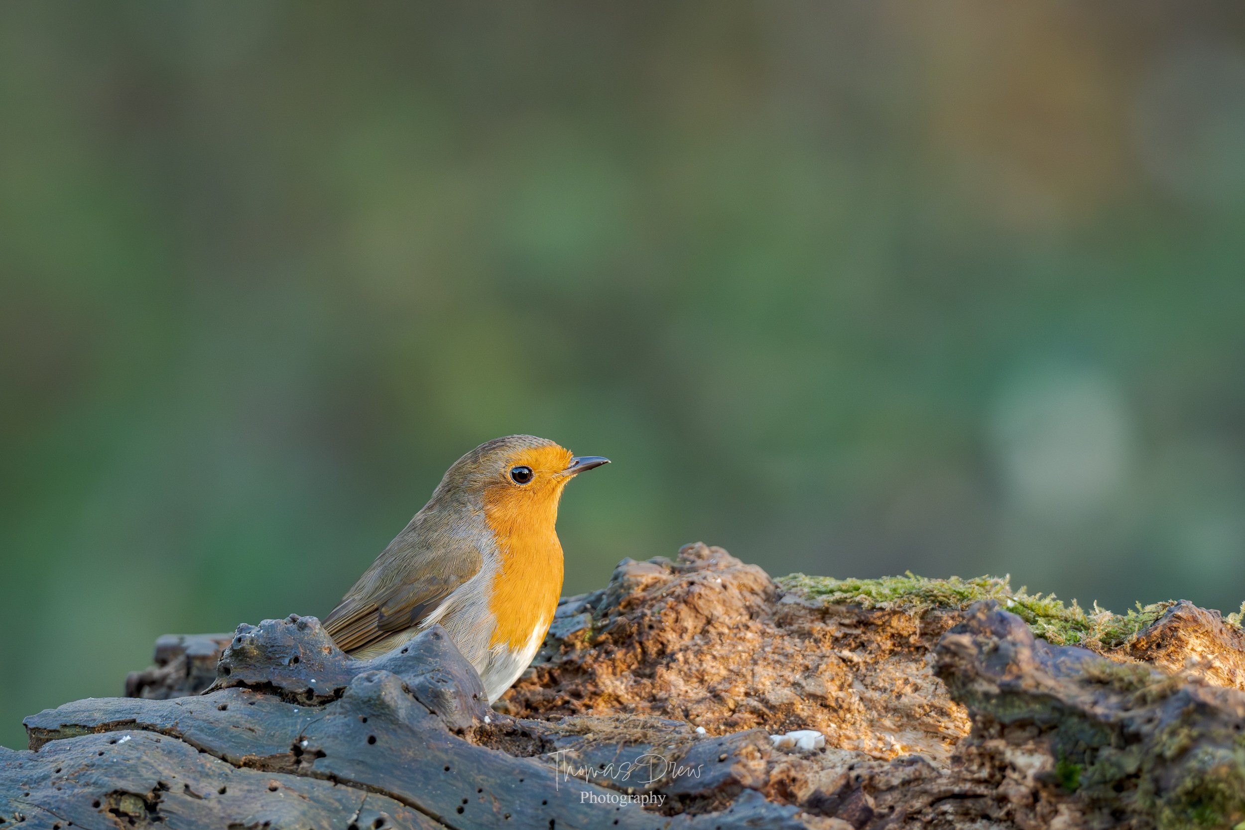 A Robin with orange face and chest and olive-green wings sitting on a textured tree trunk with moss, against a blurred green and brown background.