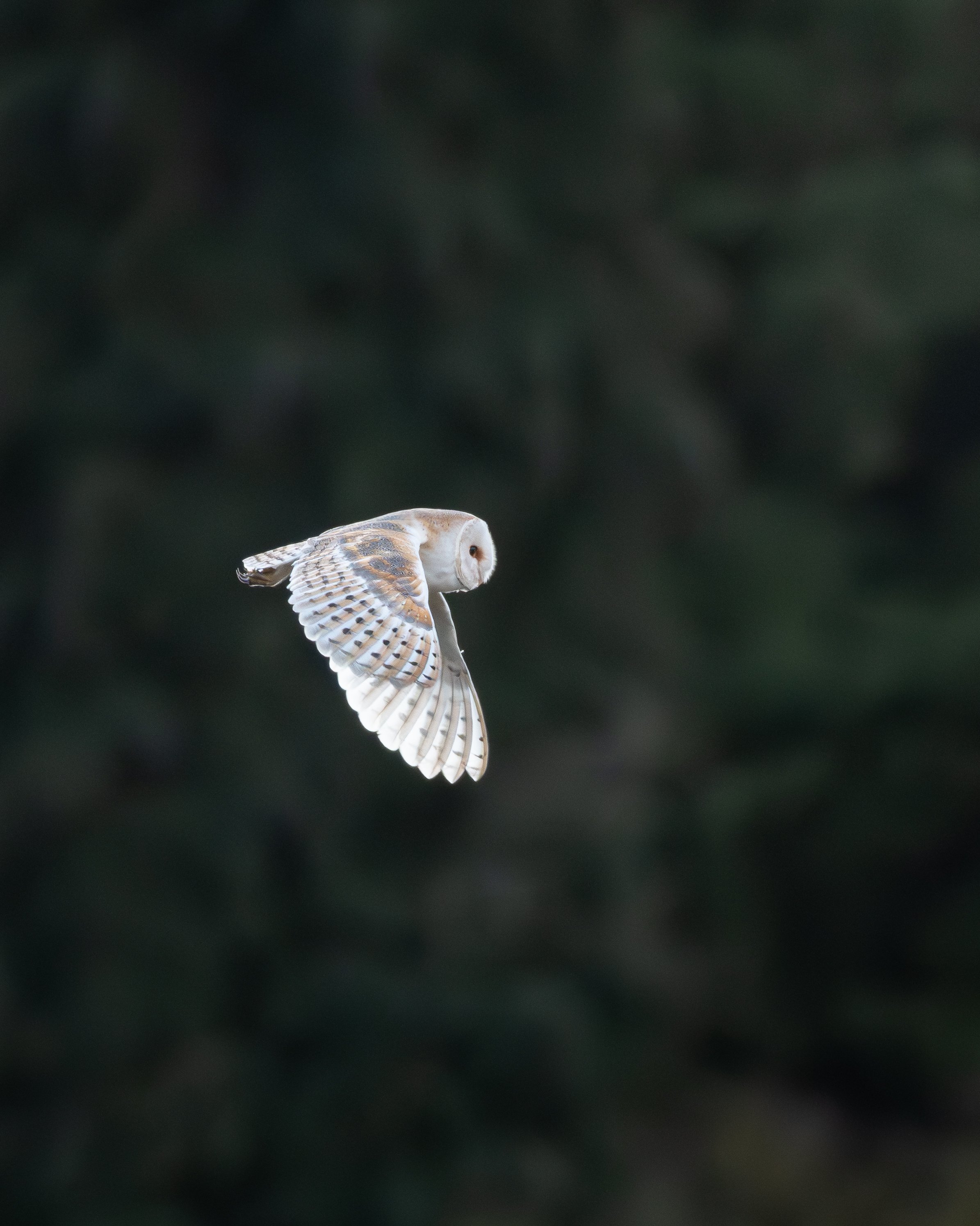 A barn owl in flight against a dark, blurred background.