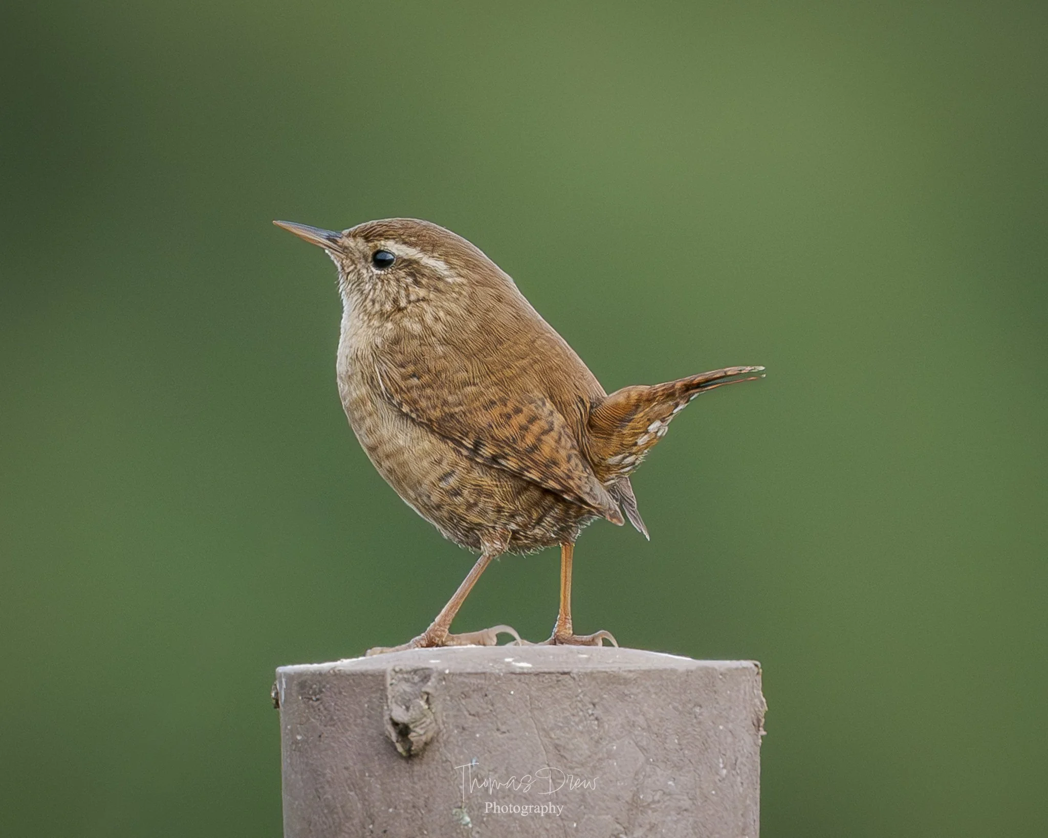 A Wren, a small brown bird perched on a concrete post with a blurred green background.
