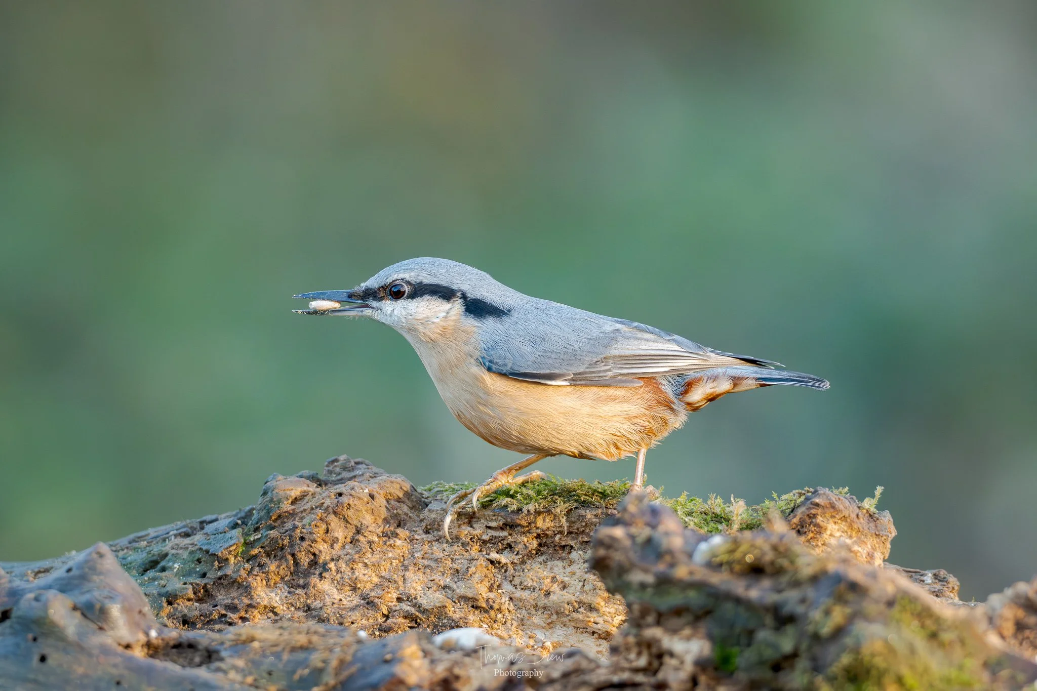 A Nuthatch bird perched on a rock with a small seed in its beak.